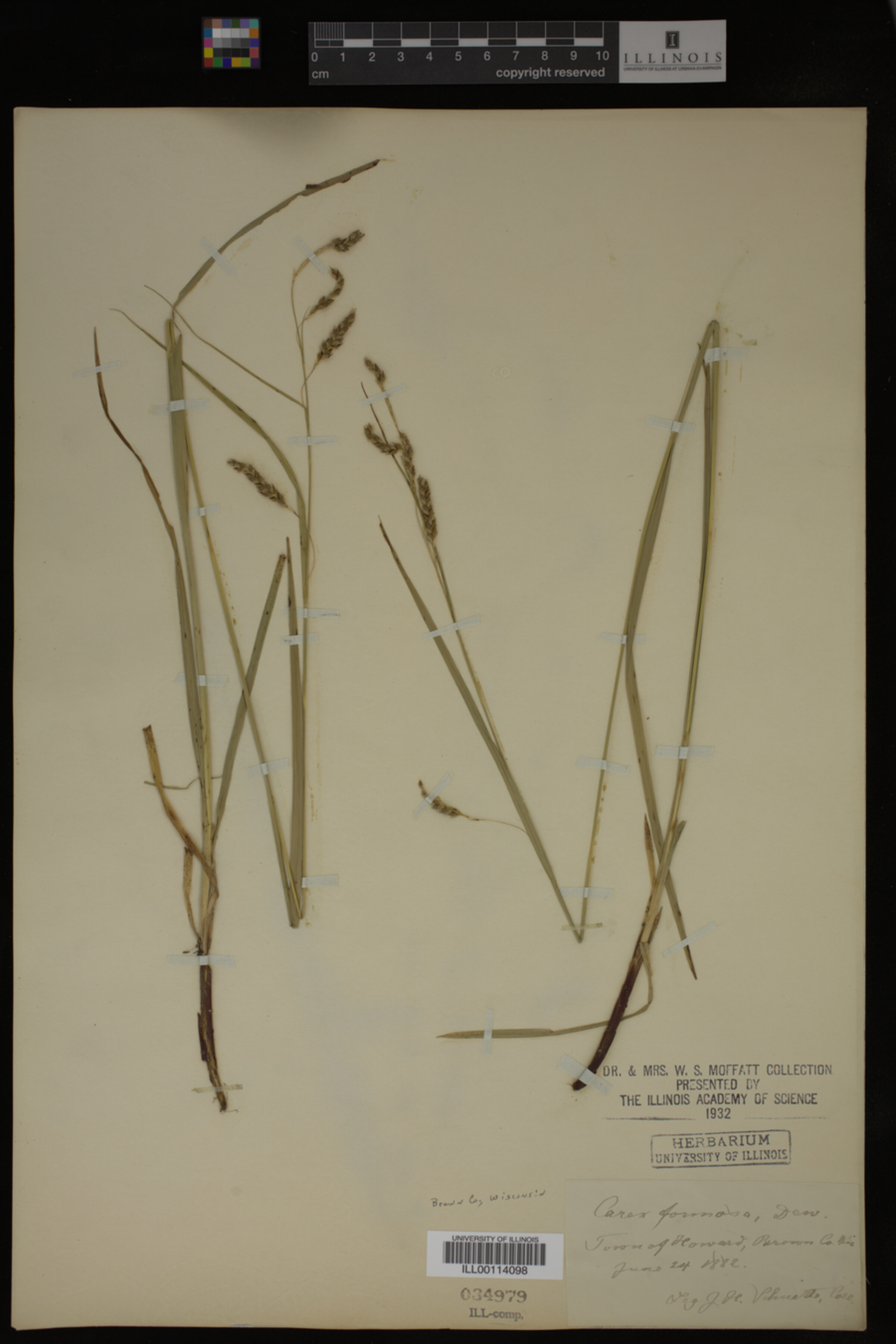 Carex formosa image