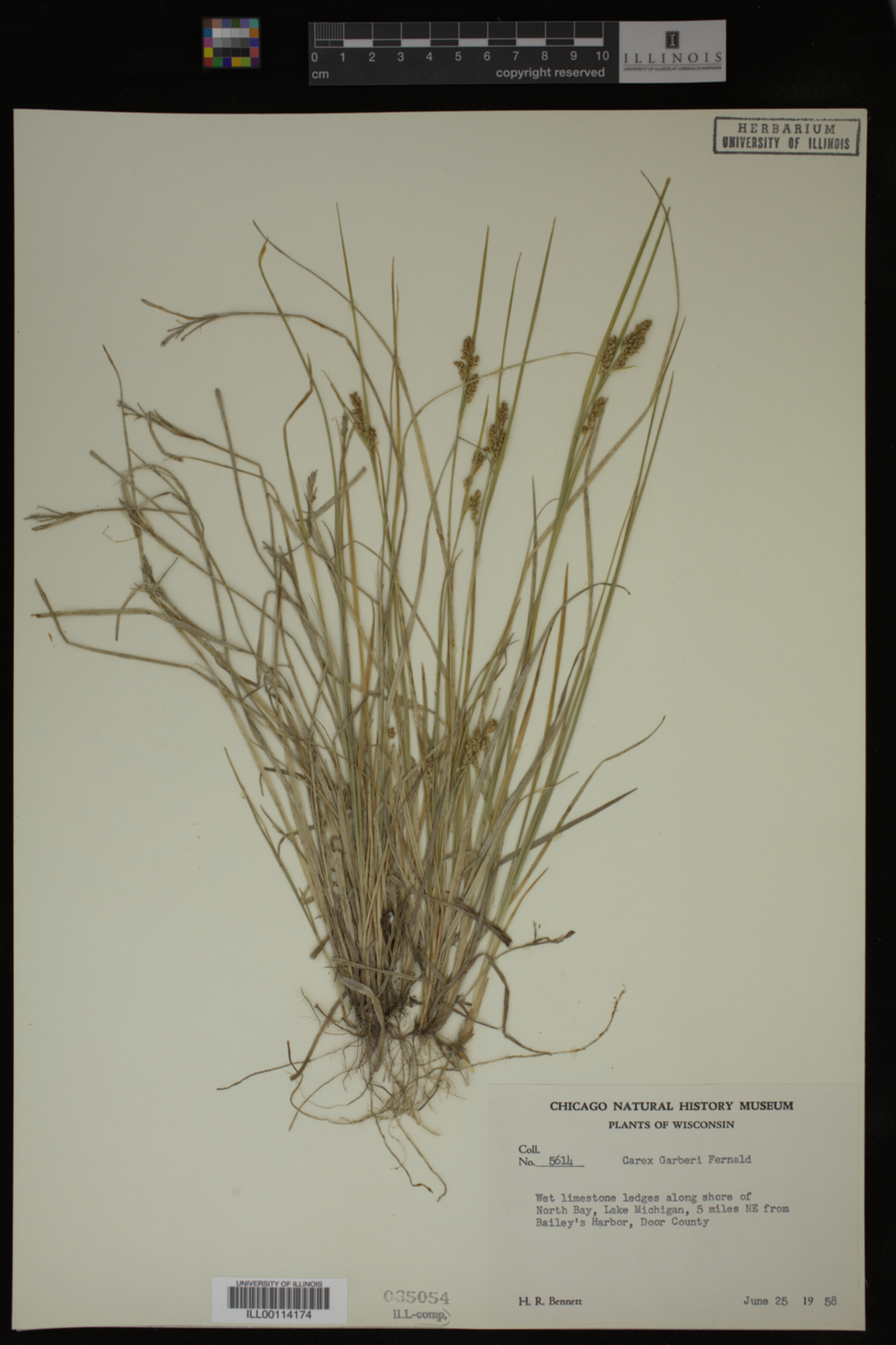 Carex garberi image