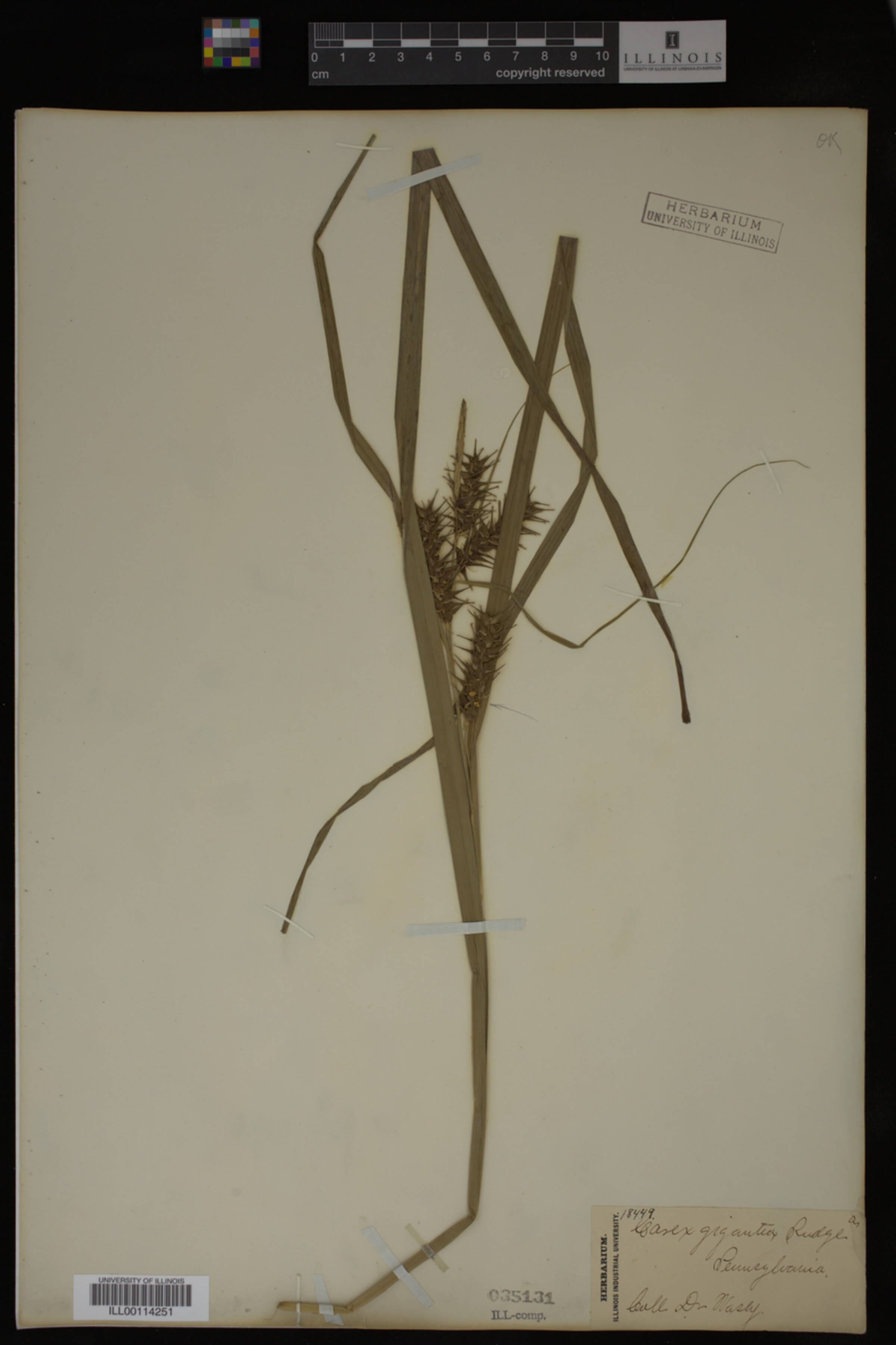Carex gigantea image