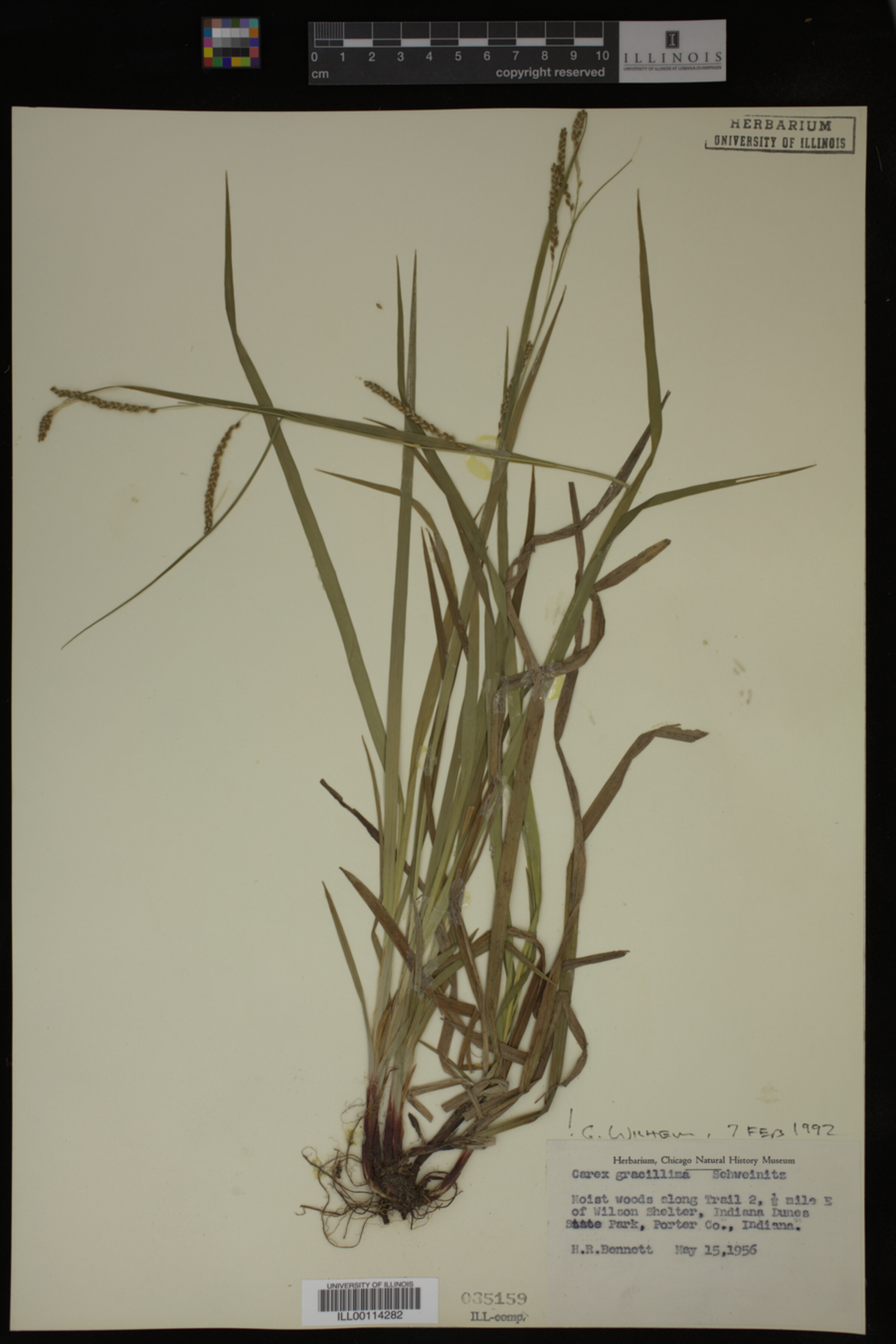 Carex gracillima image