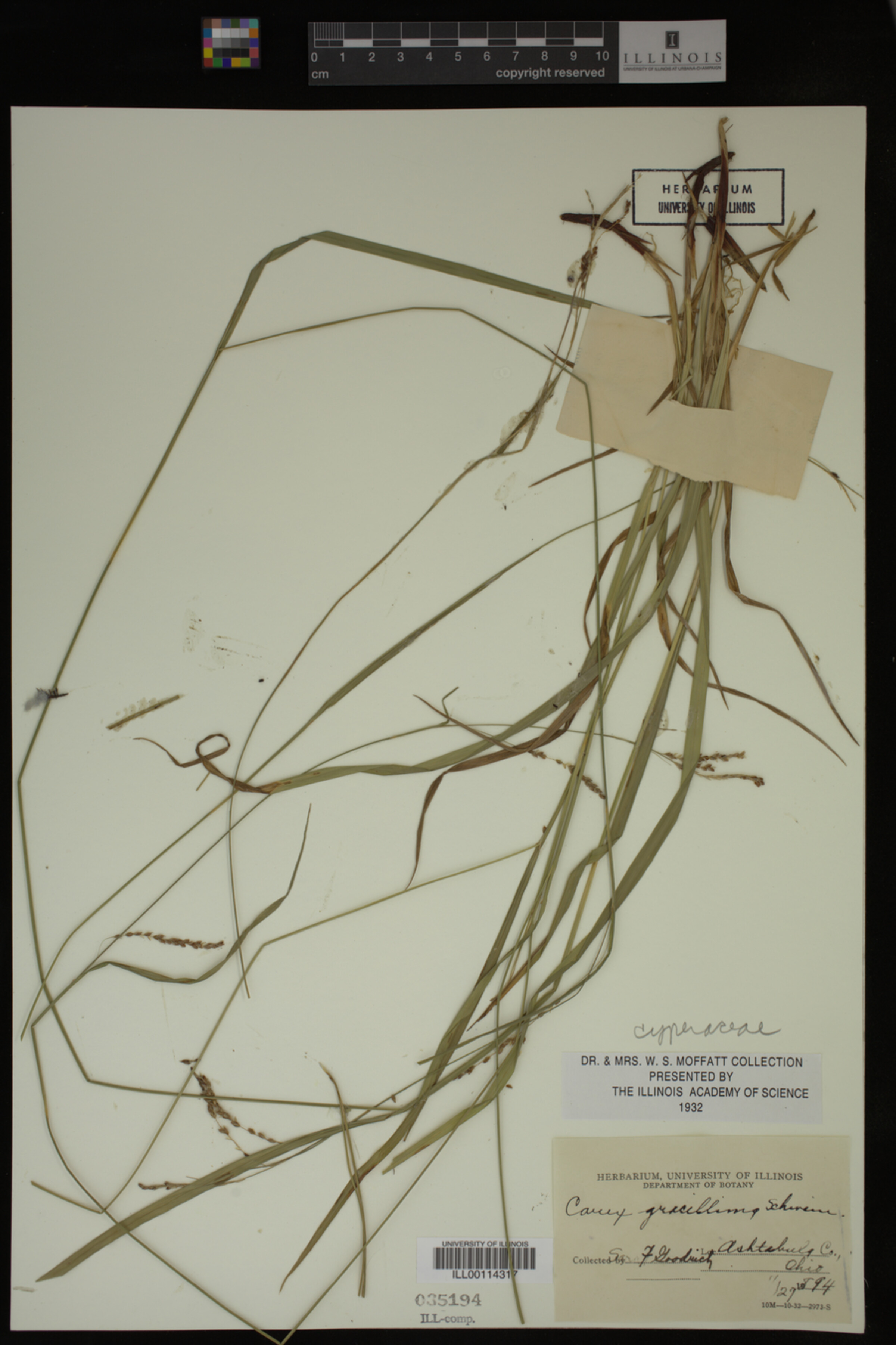 Carex gracillima image