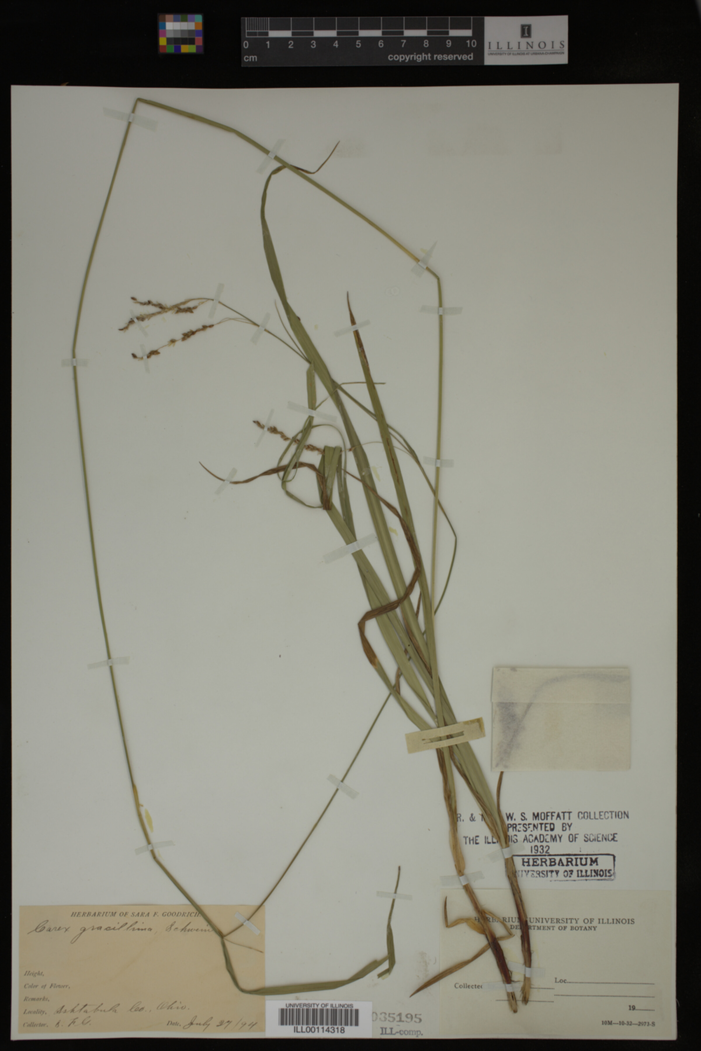Carex gracillima image
