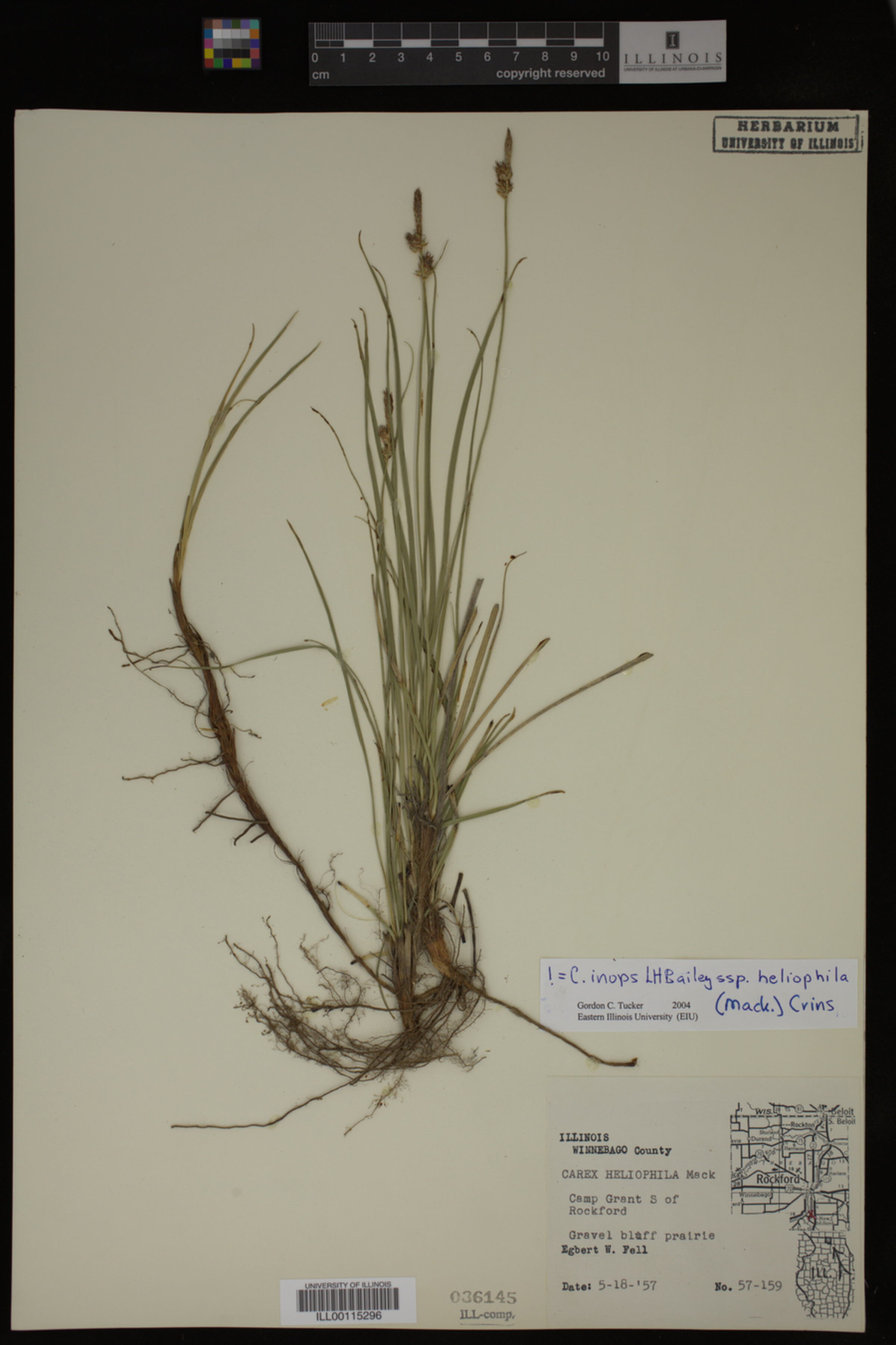 Carex inops subsp. heliophila image