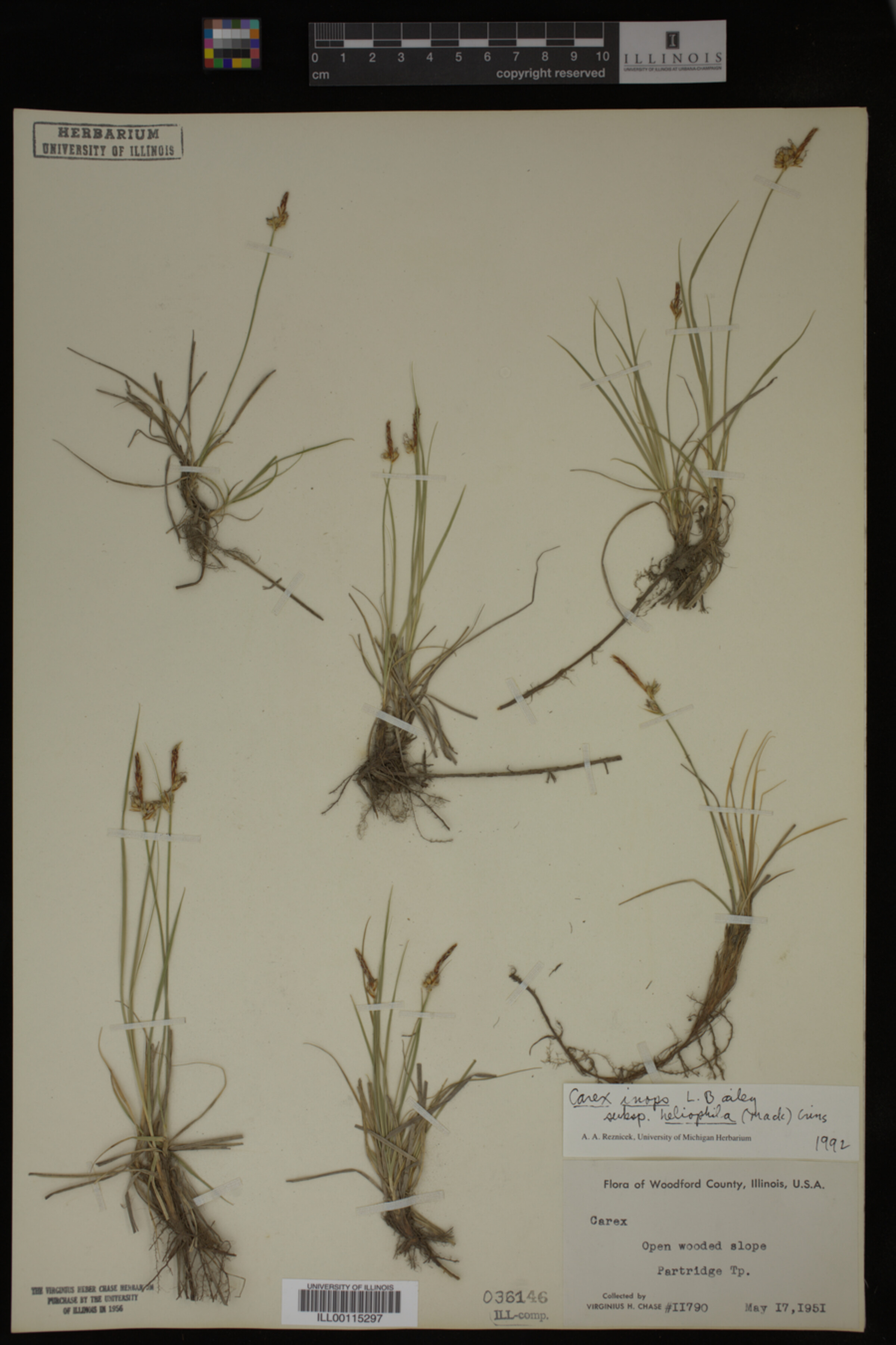 Carex inops image