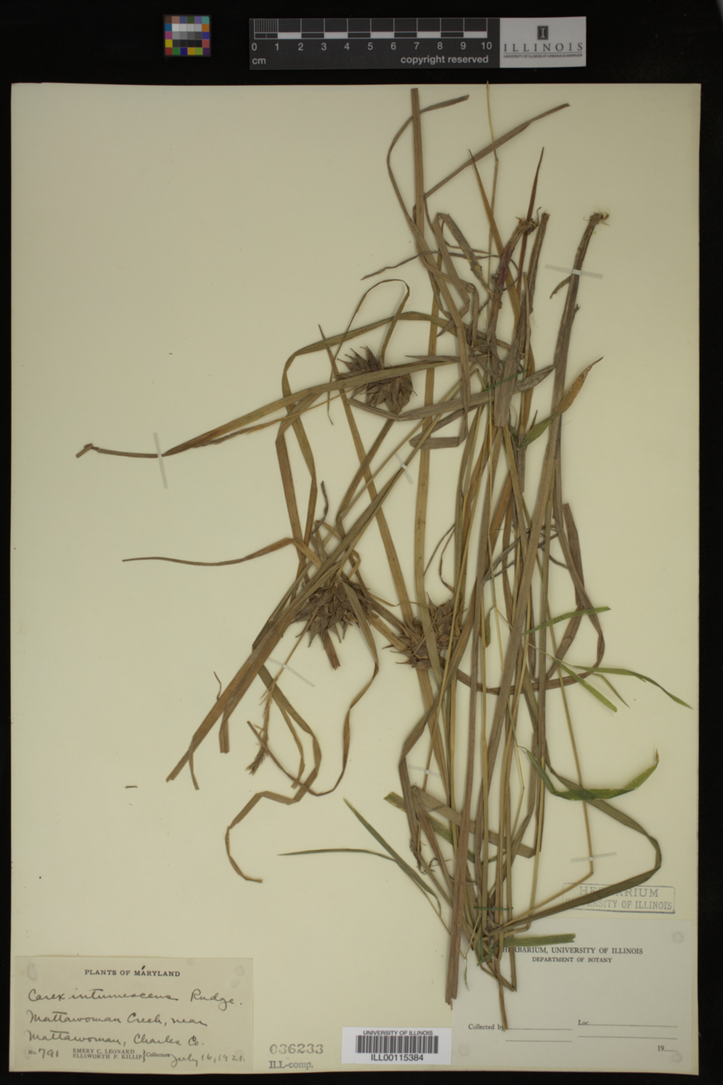 Carex intumescens image