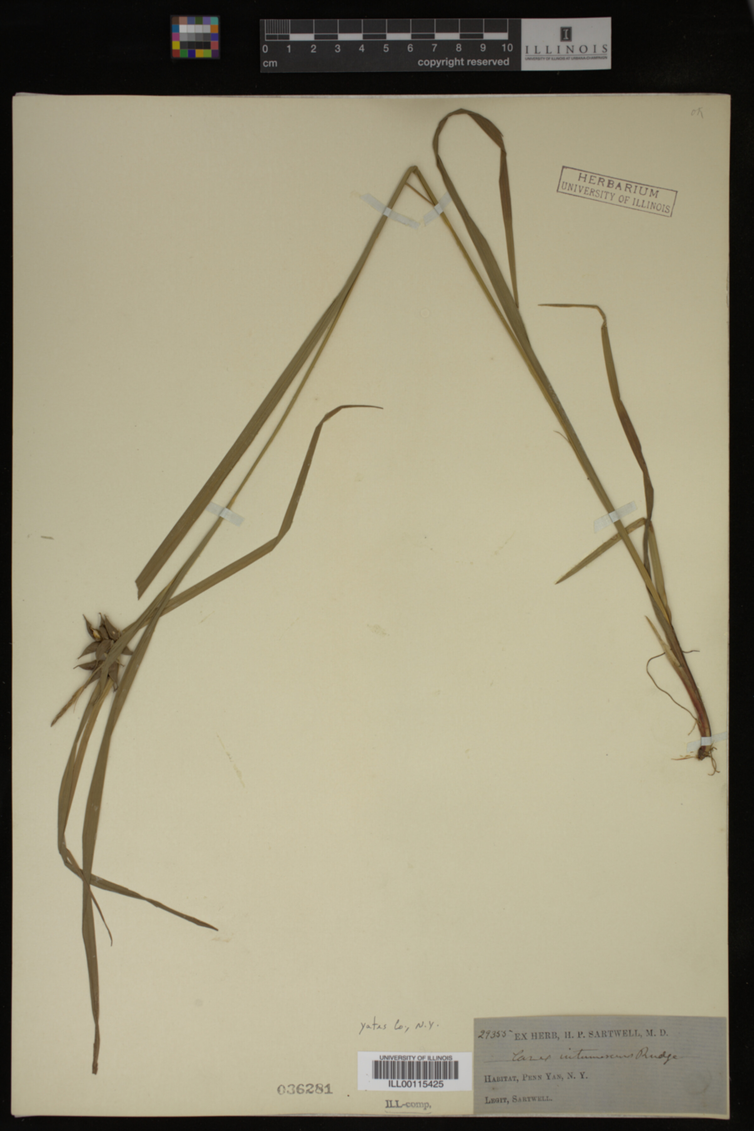 Carex intumescens image