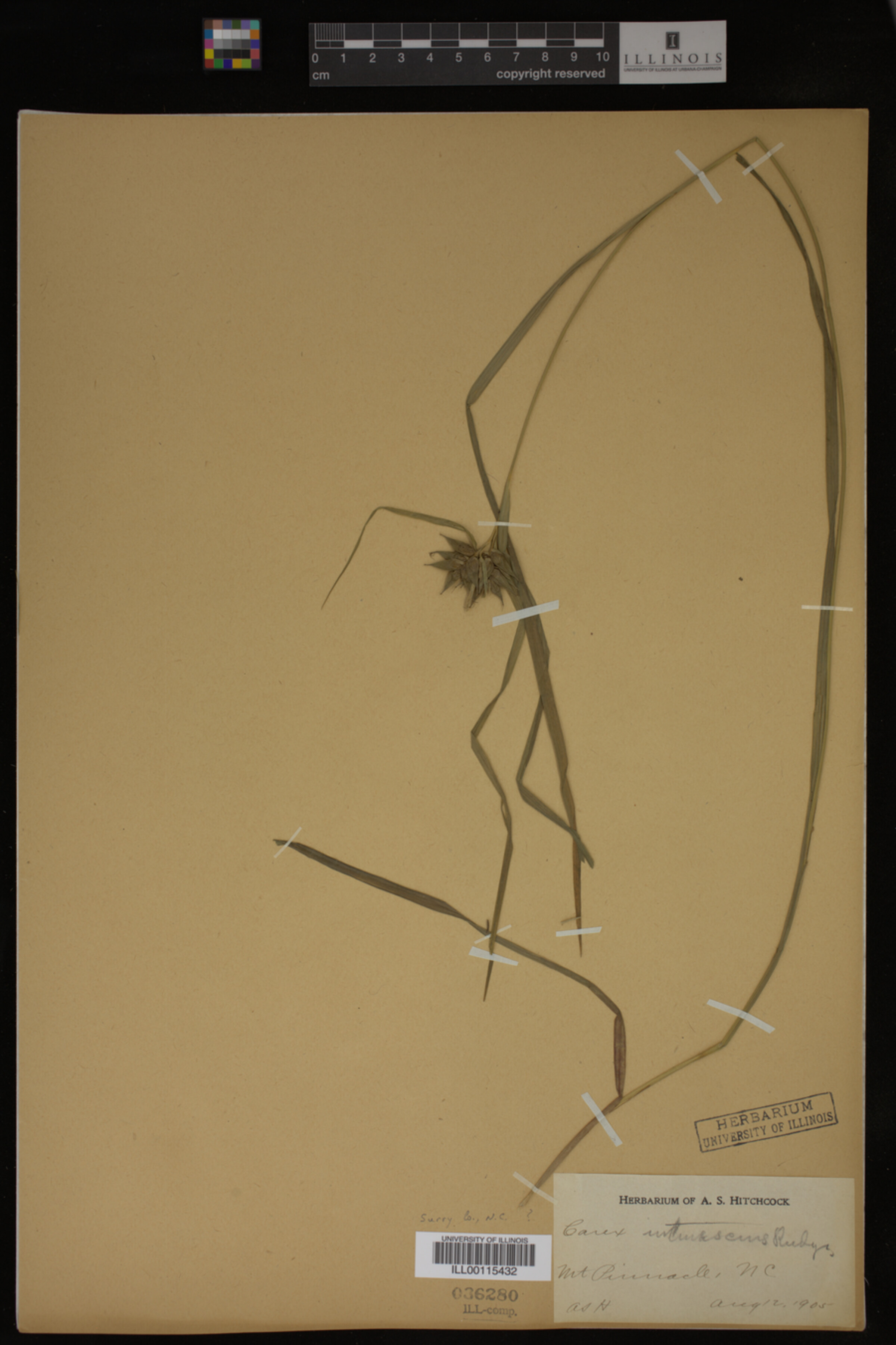 Carex intumescens image