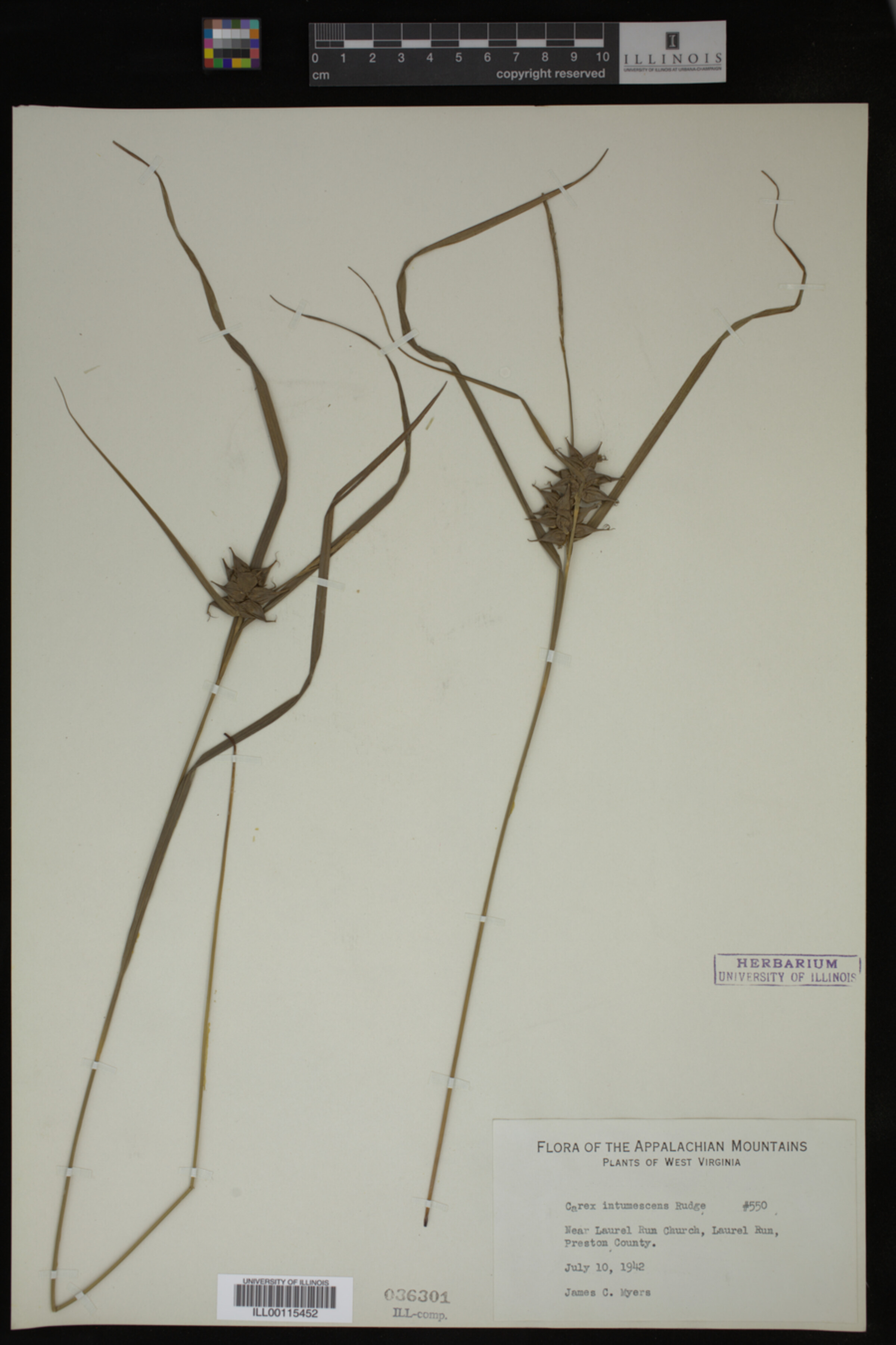 Carex intumescens image