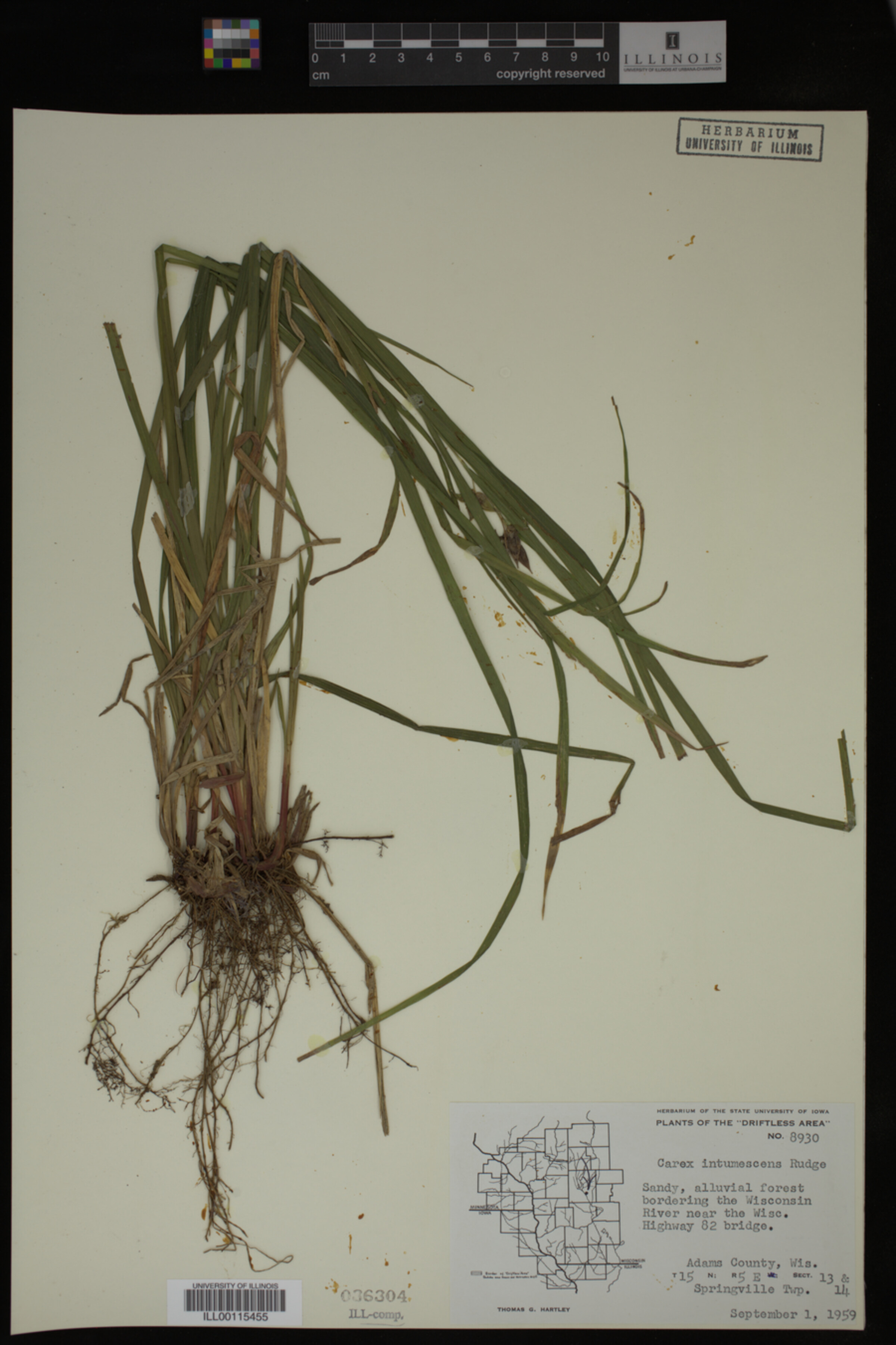 Carex intumescens image