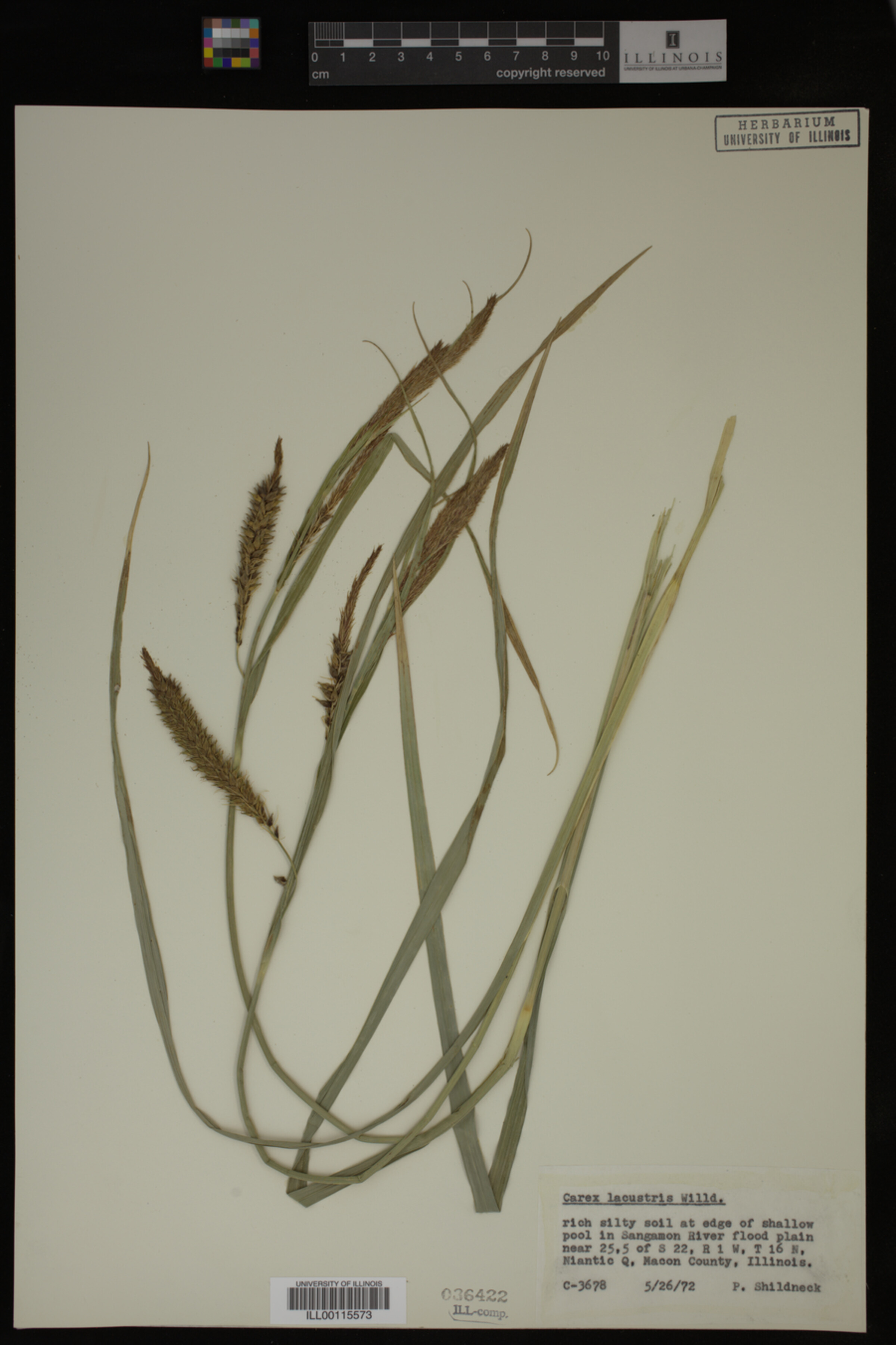 Carex lacustris image