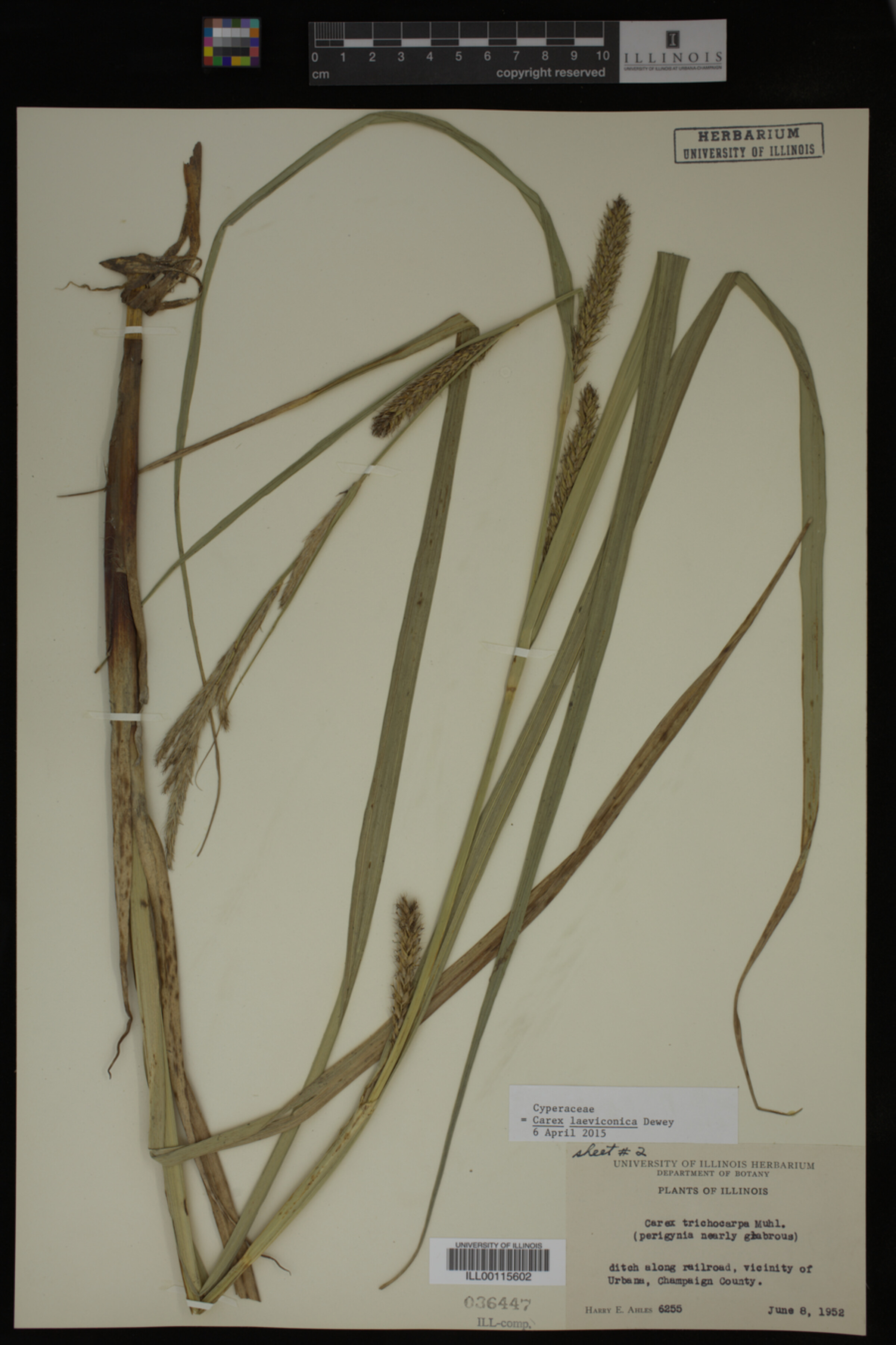 Carex laeviconica image