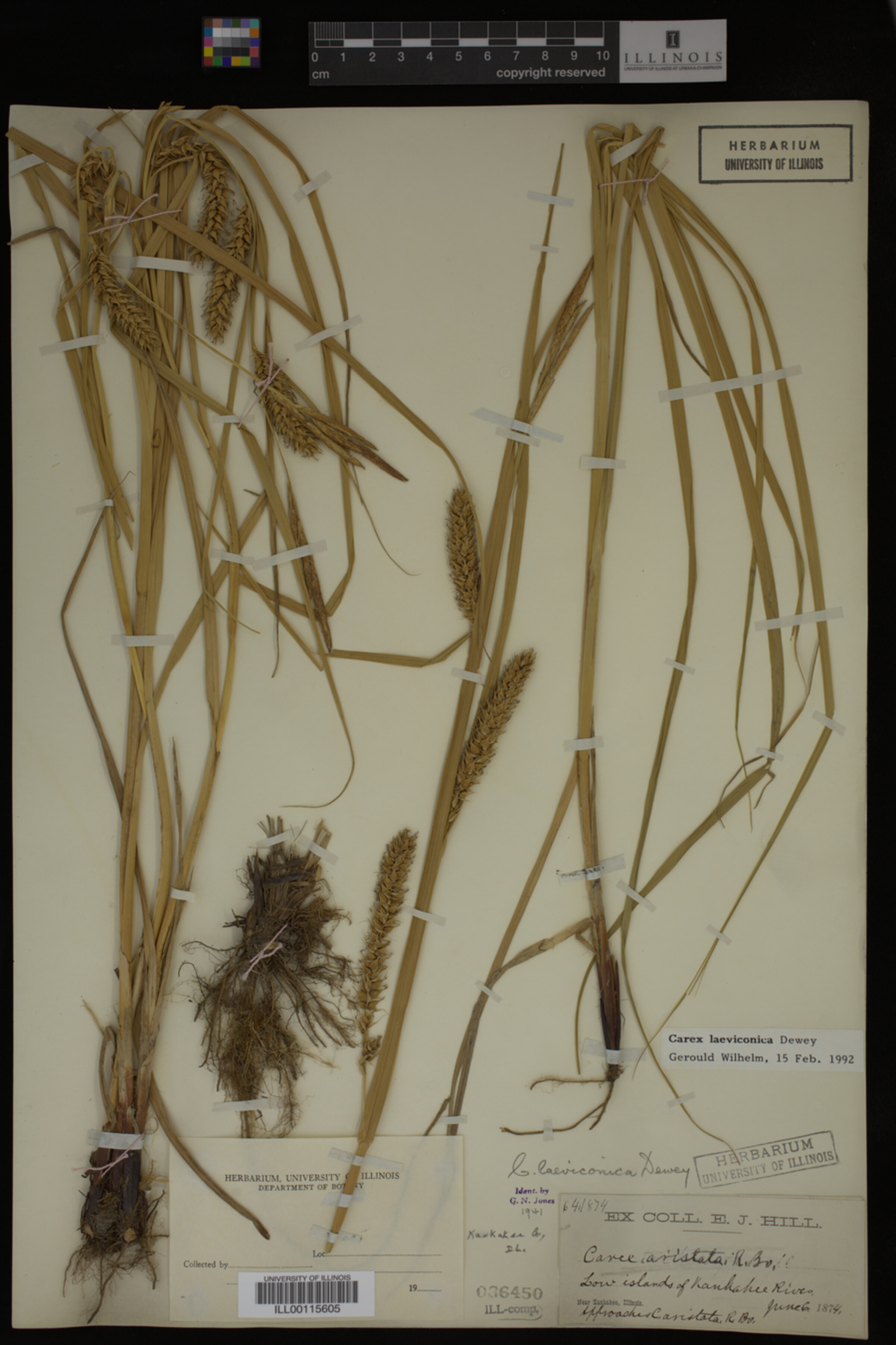 Carex laeviconica image