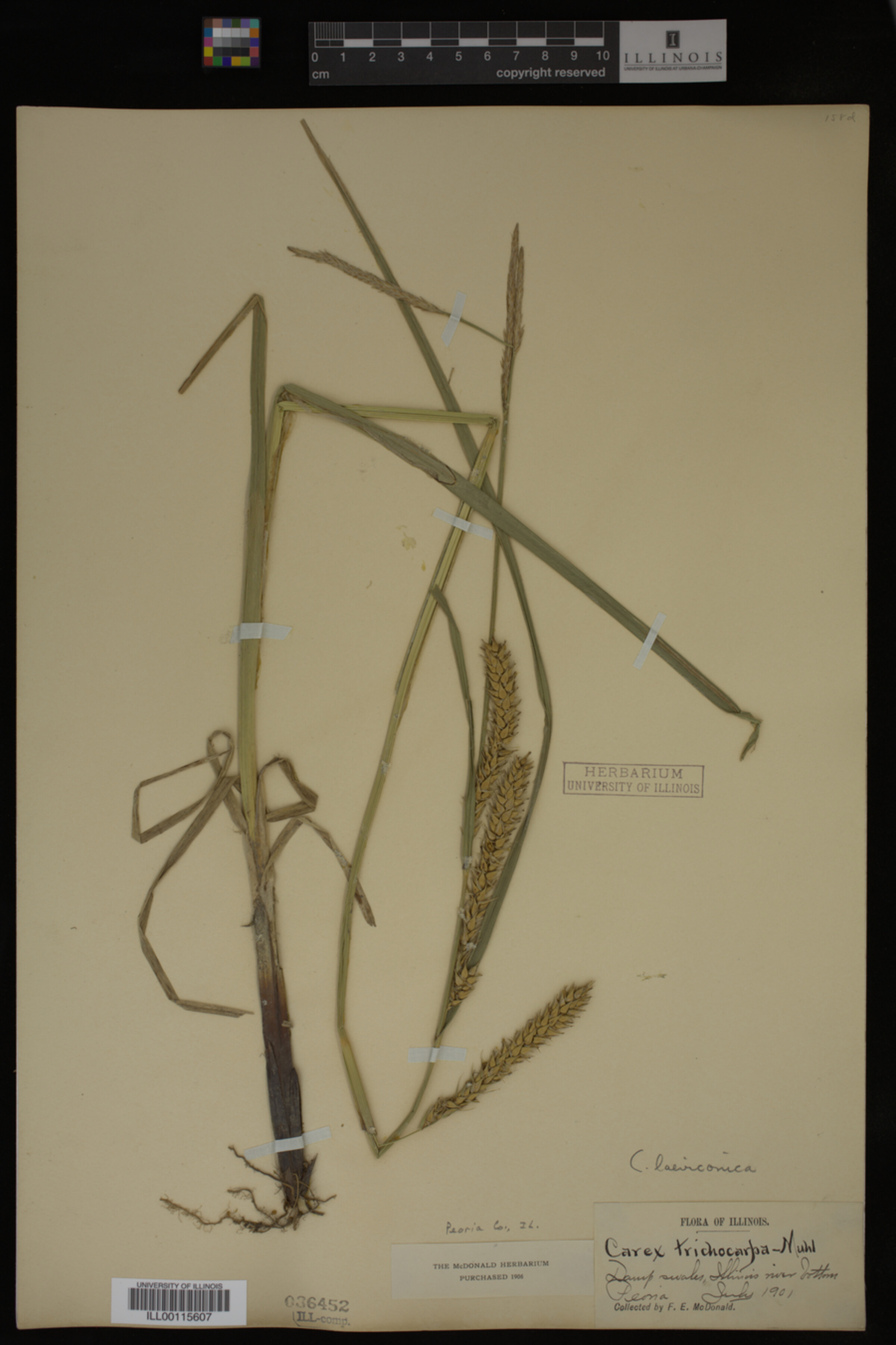 Carex laeviconica image