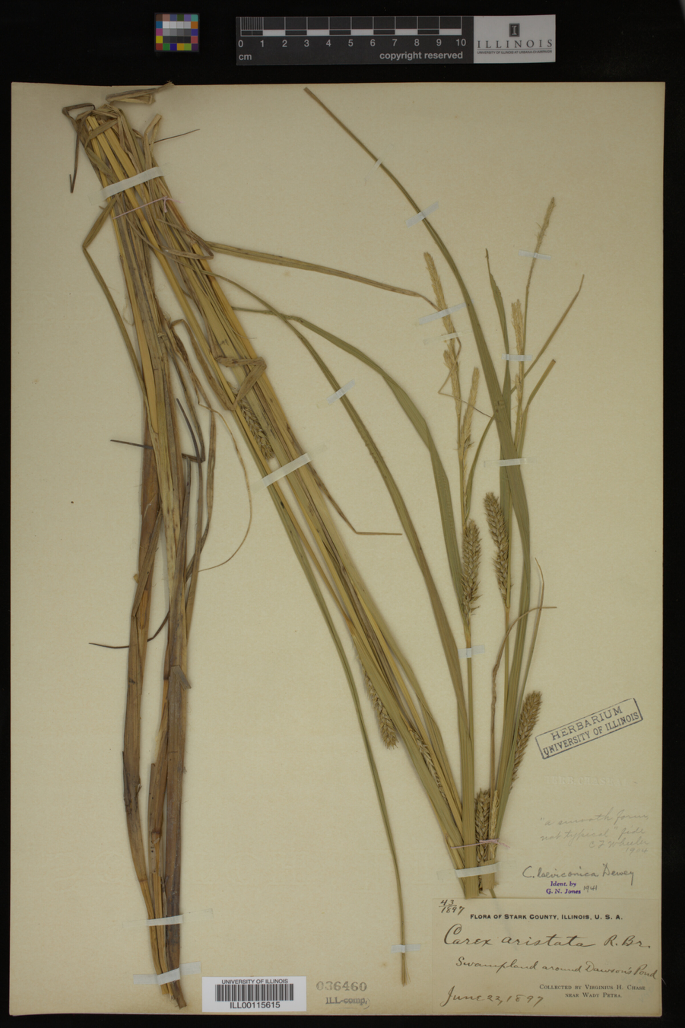 Carex laeviconica image