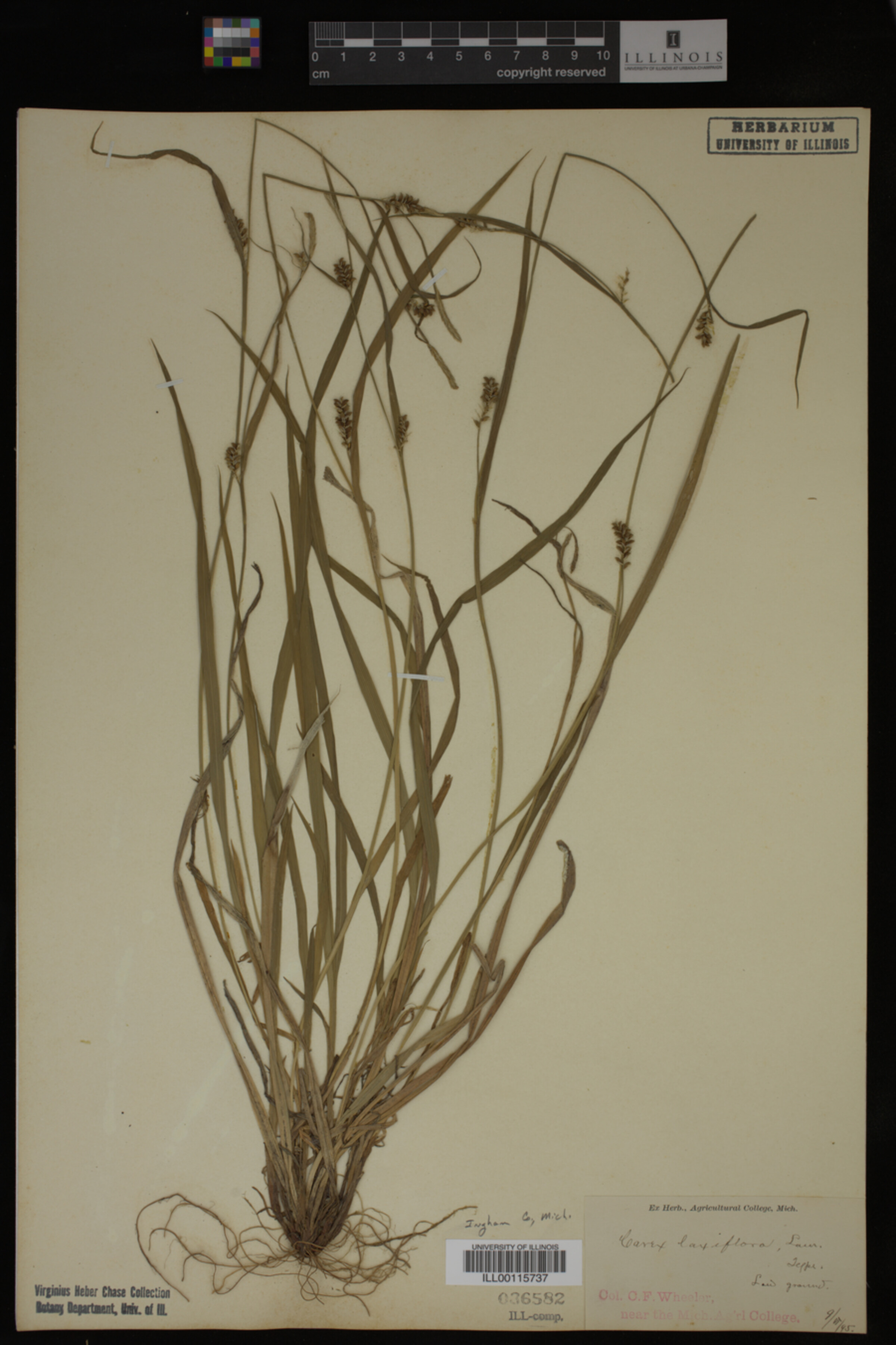 Carex laxiflora image