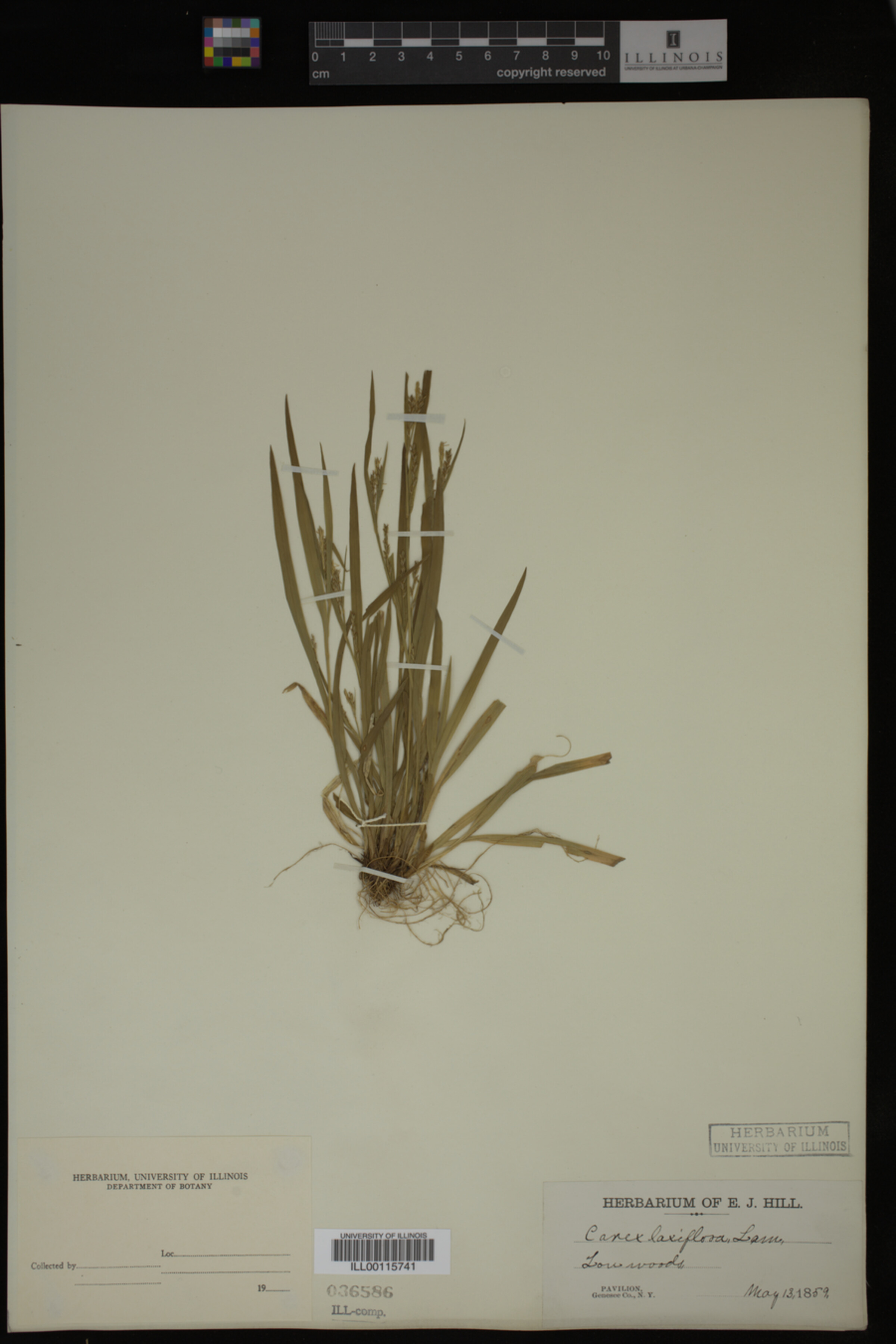 Carex laxiflora image