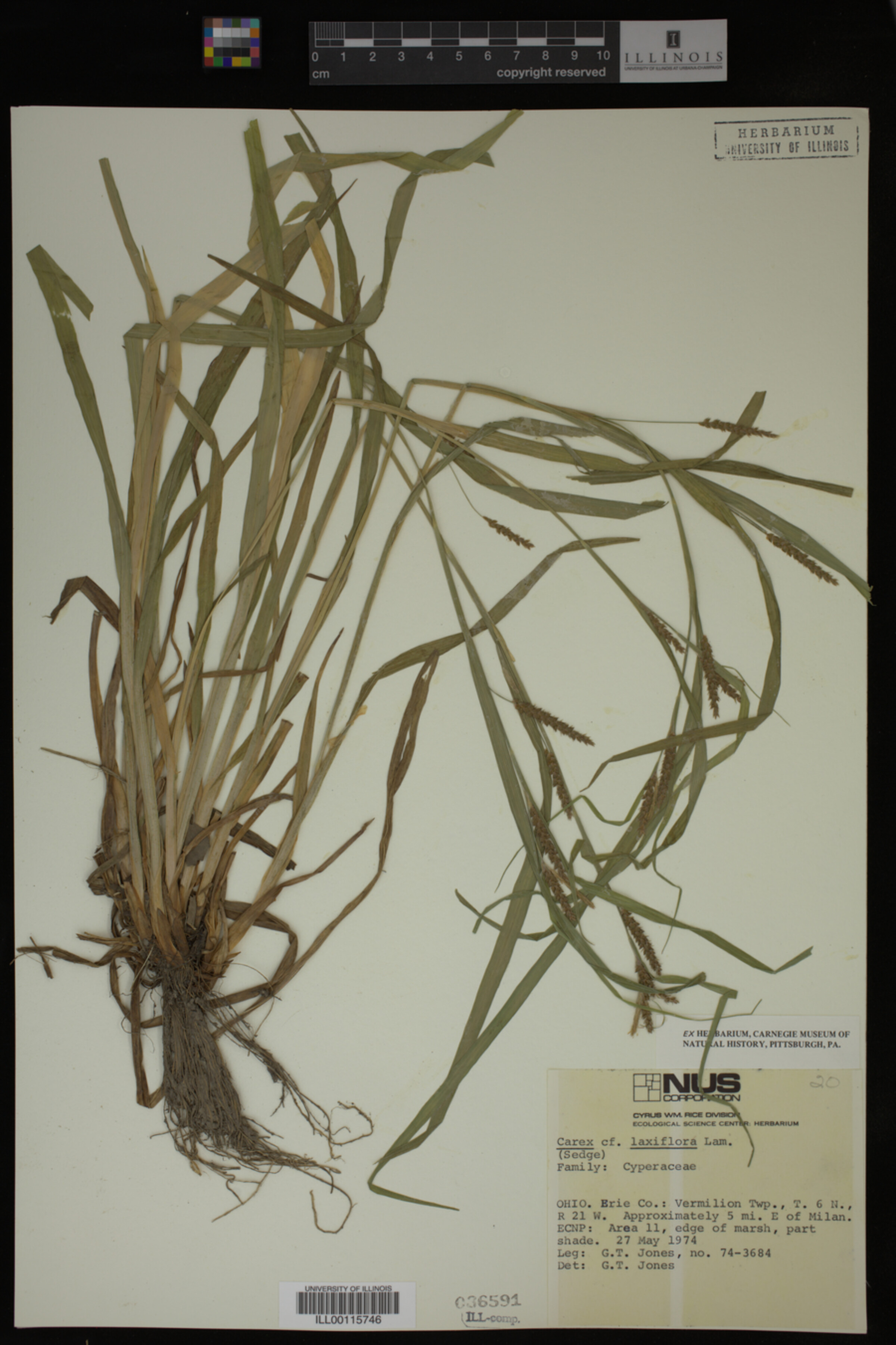 Carex laxiflora image