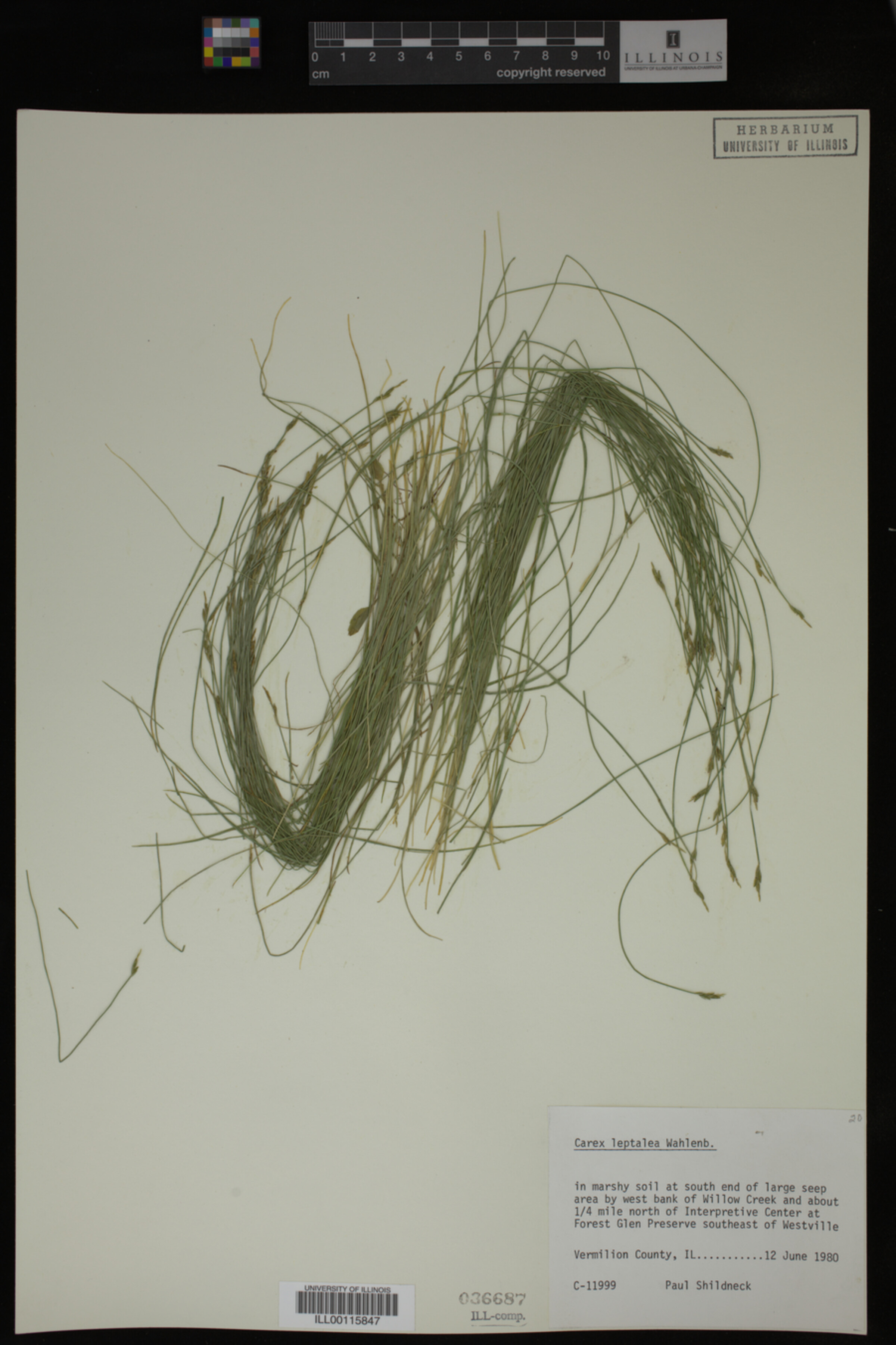 Carex leptalea image
