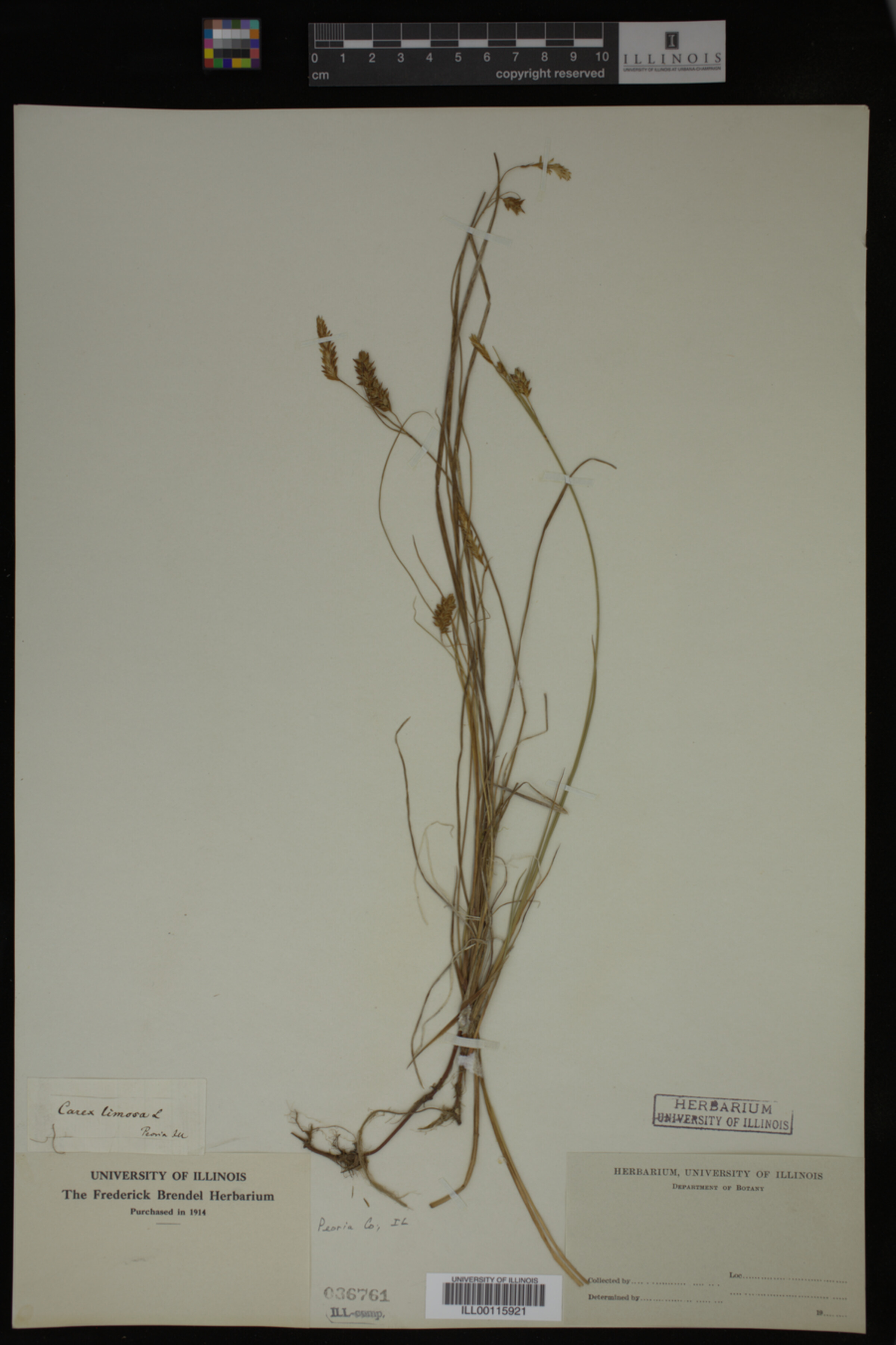 Carex limosa image