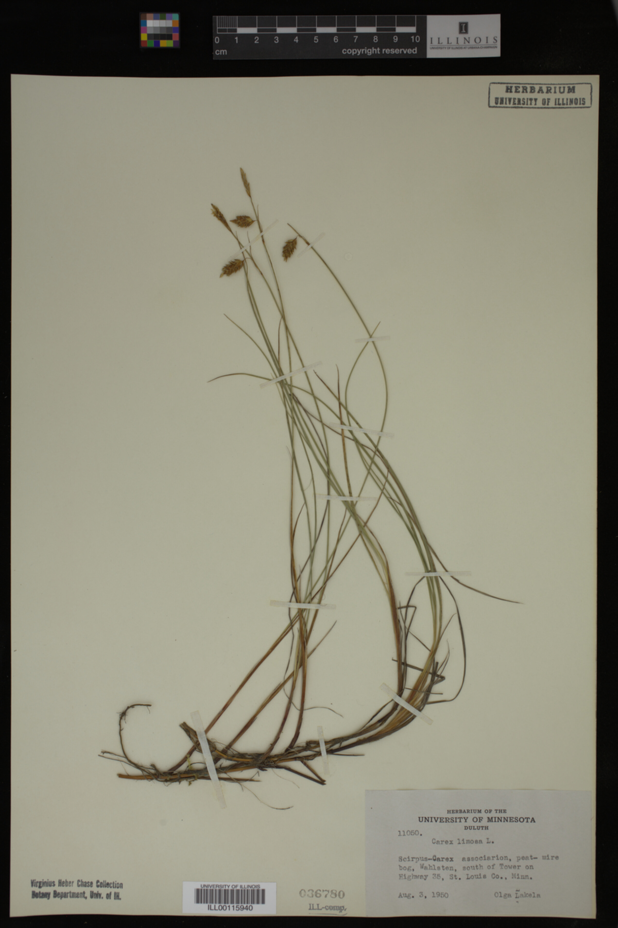 Carex limosa image