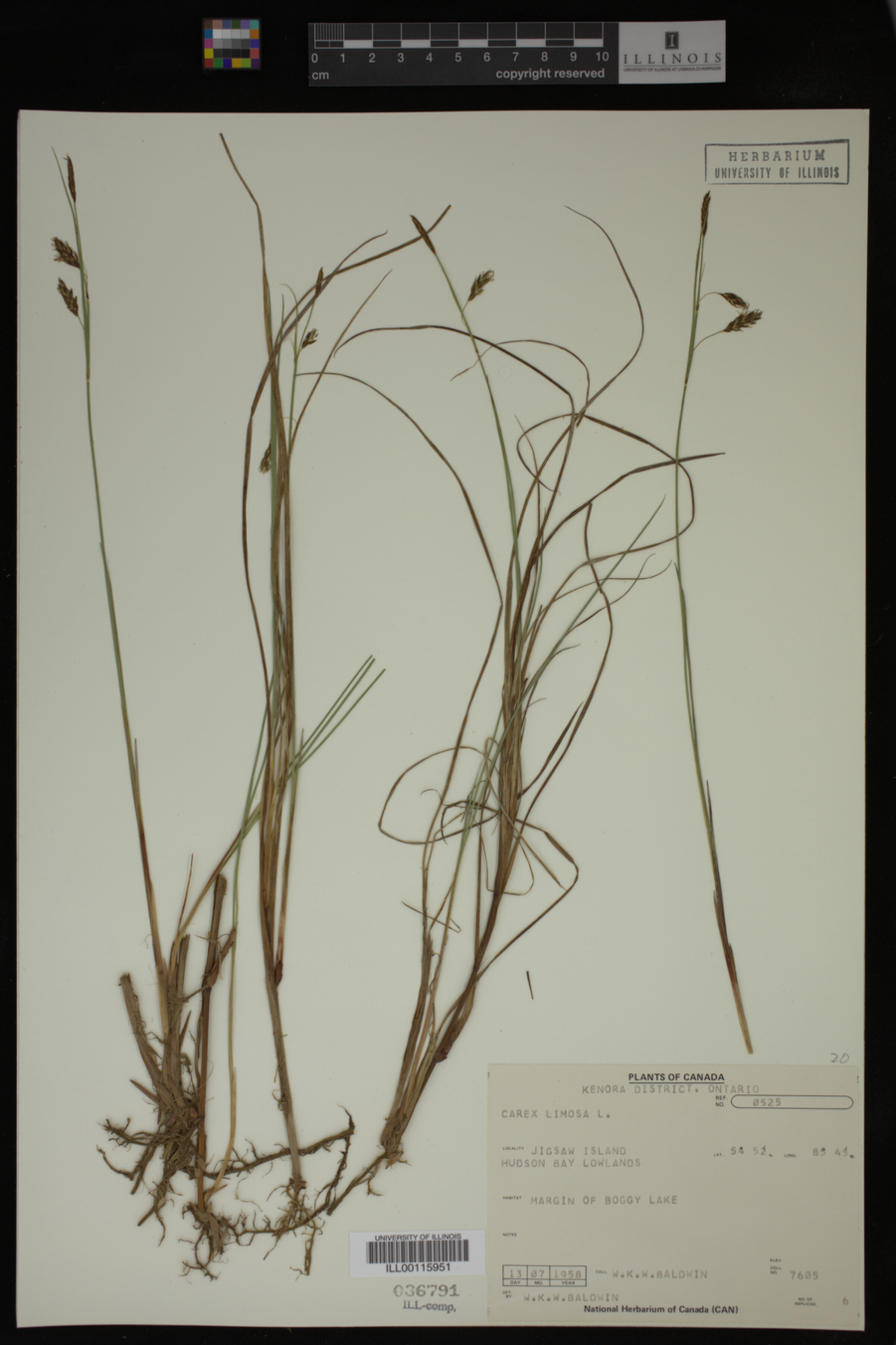Carex limosa image
