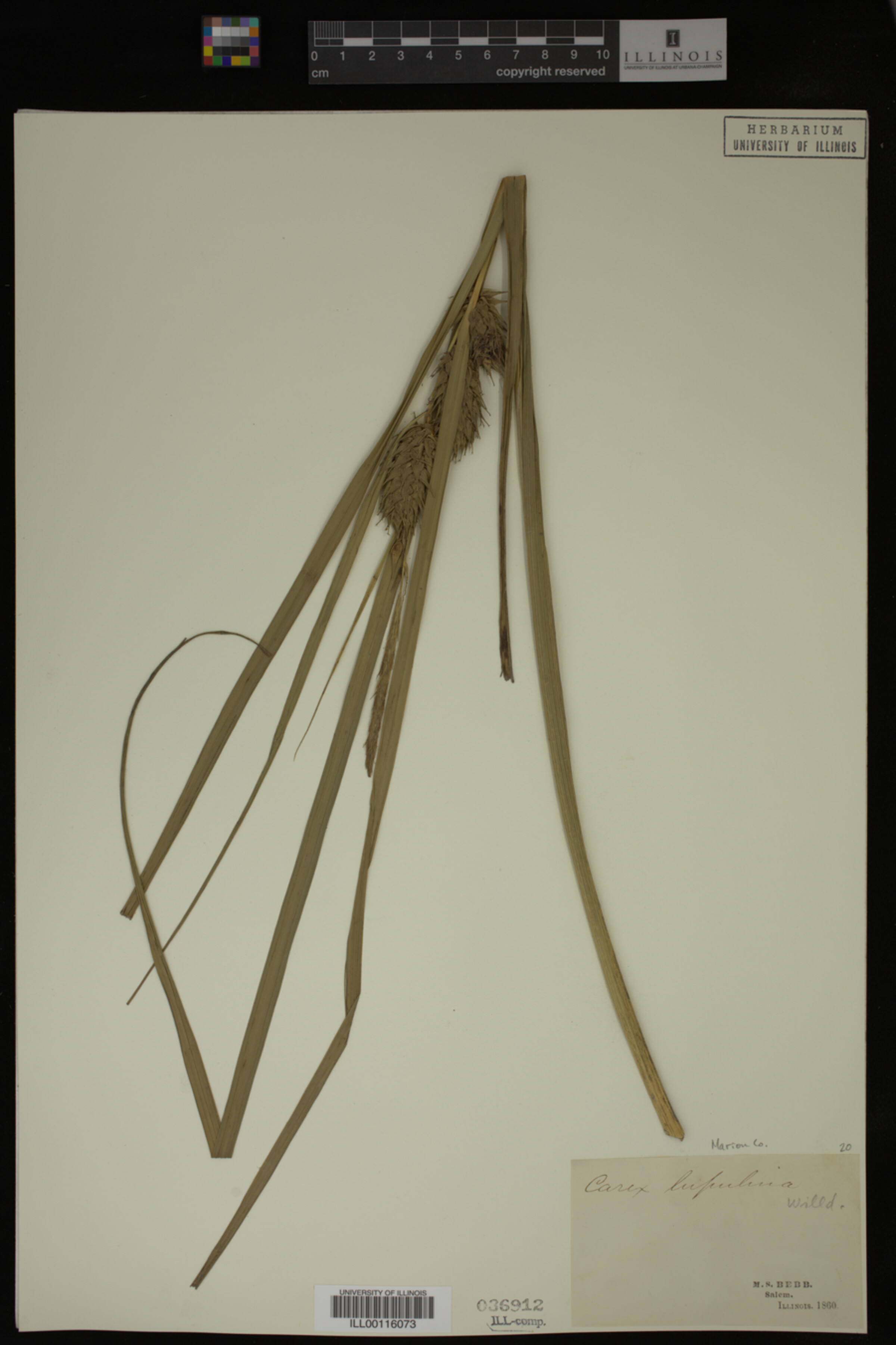 Carex lupulina image