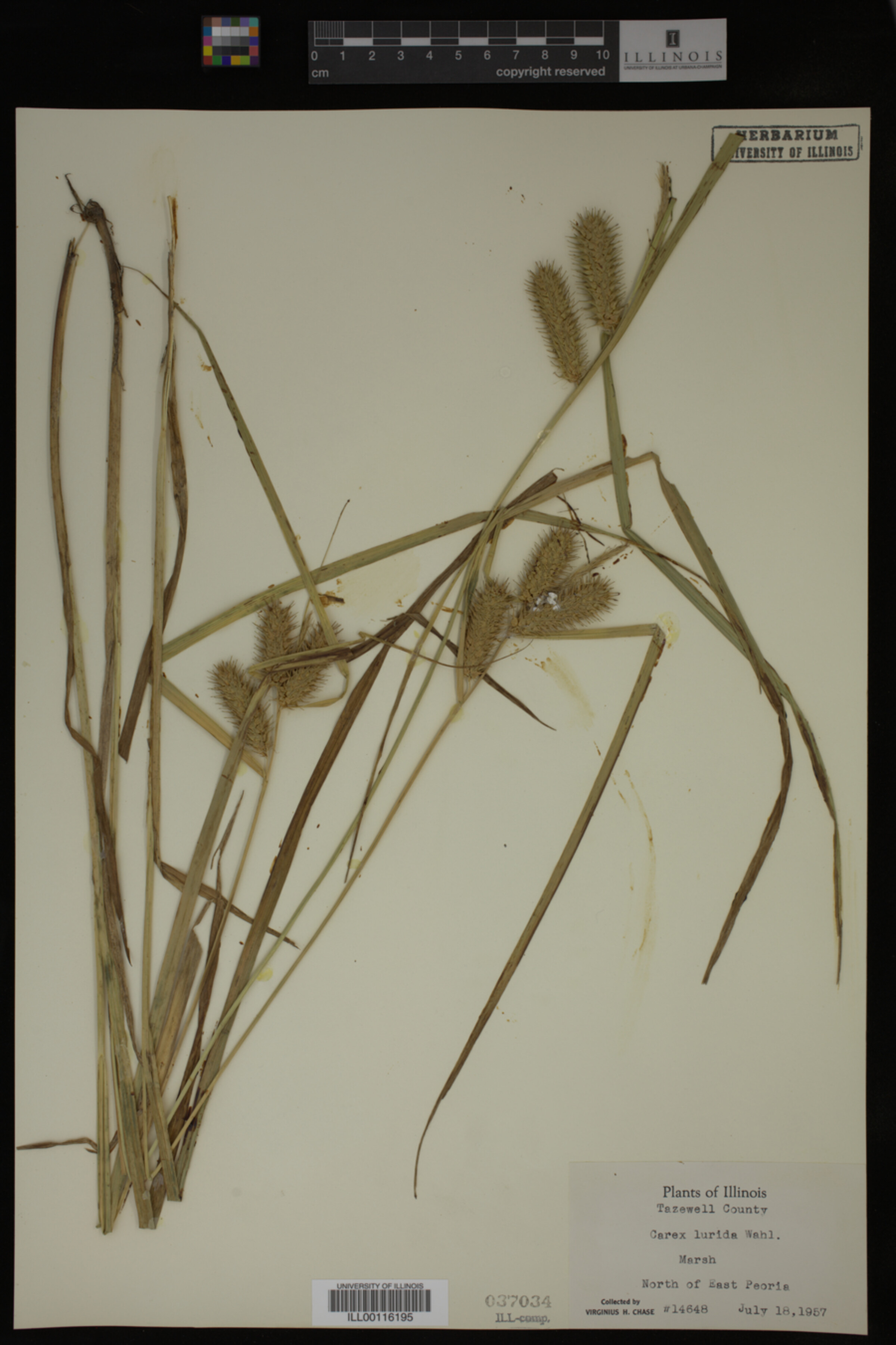 Carex lurida image