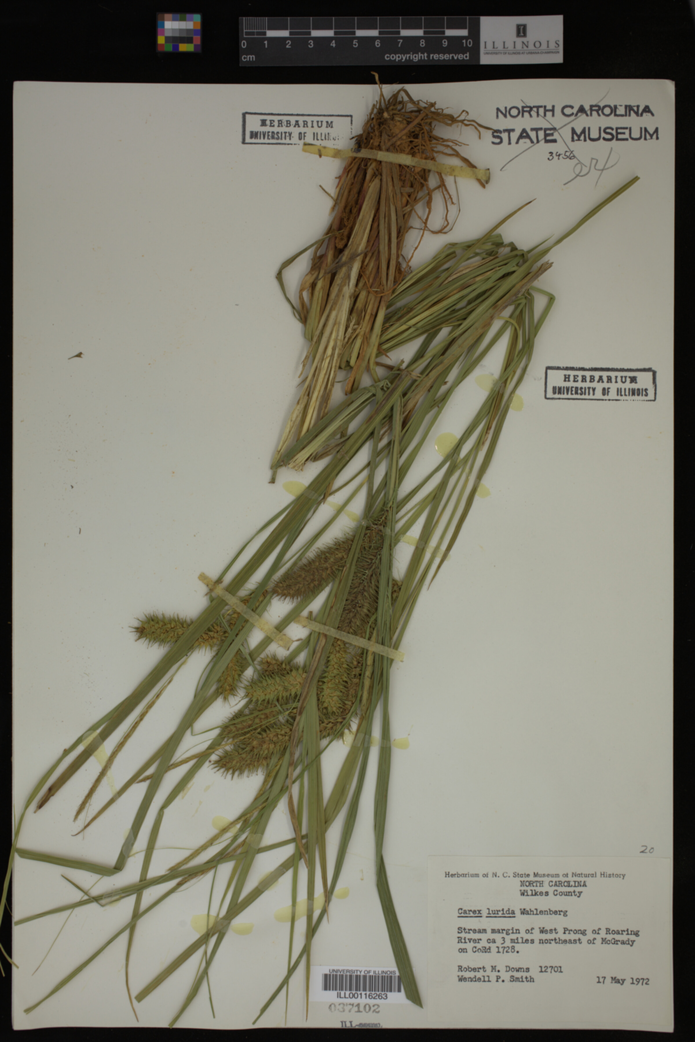 Carex lurida image