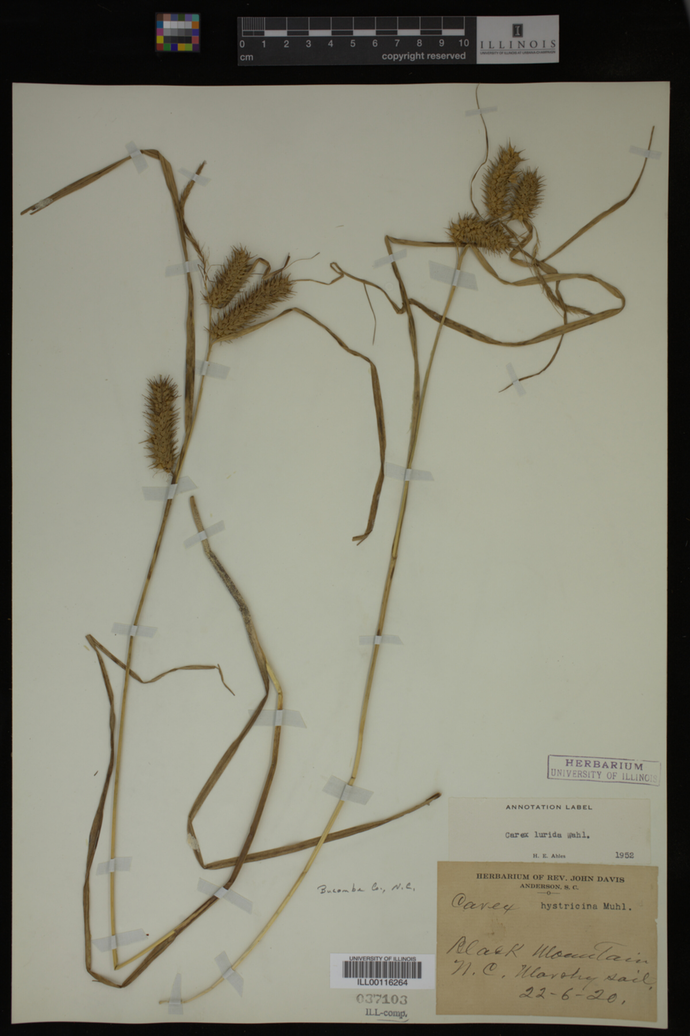 Carex lurida image