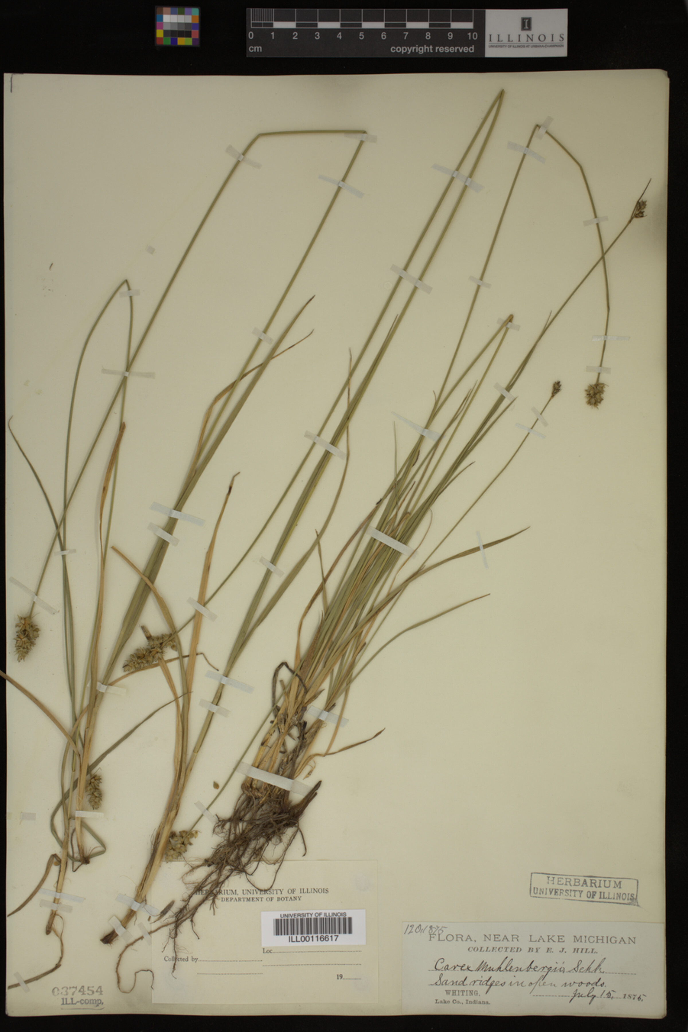 Carex muhlenbergii image