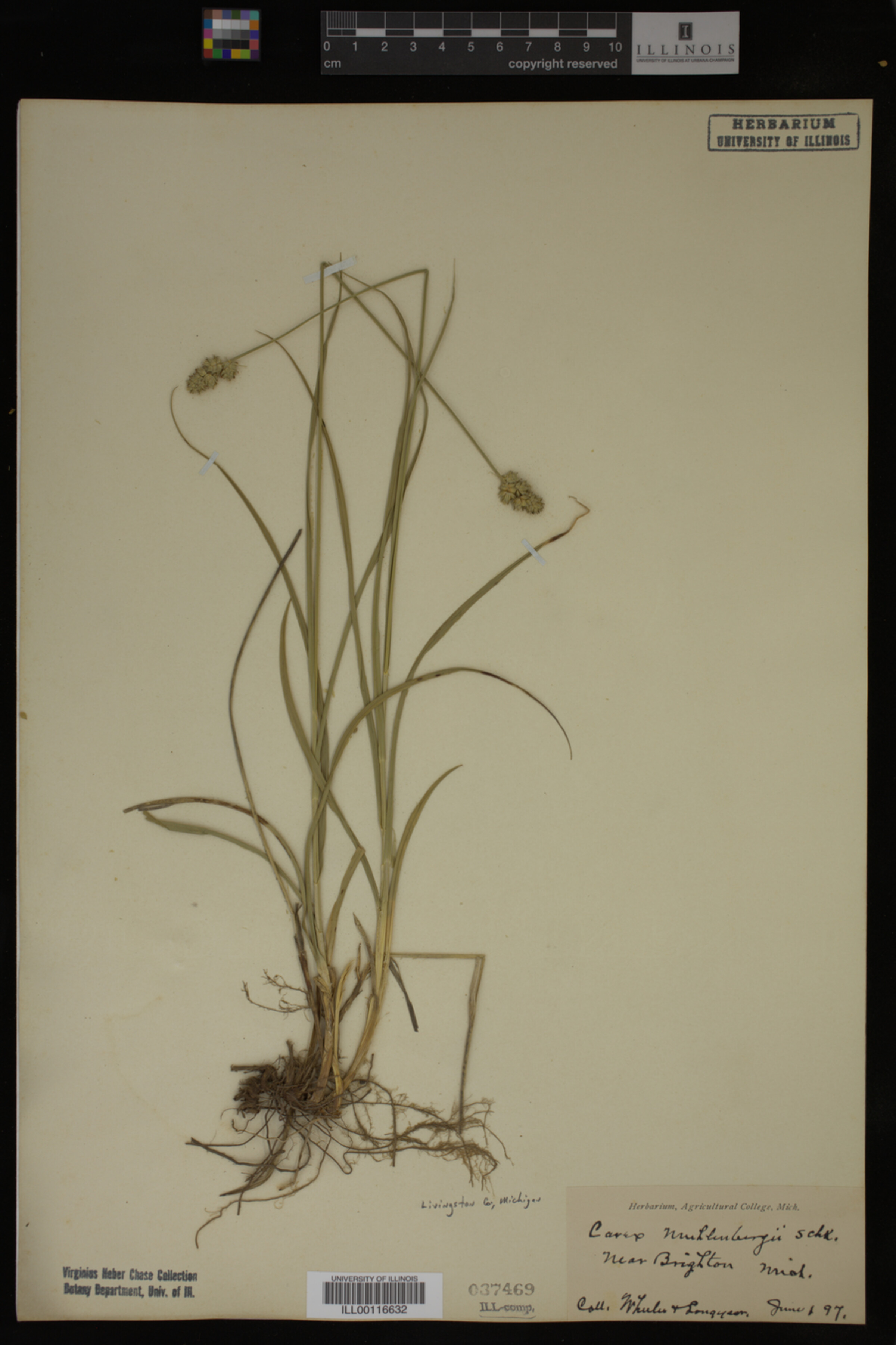Carex muhlenbergii image