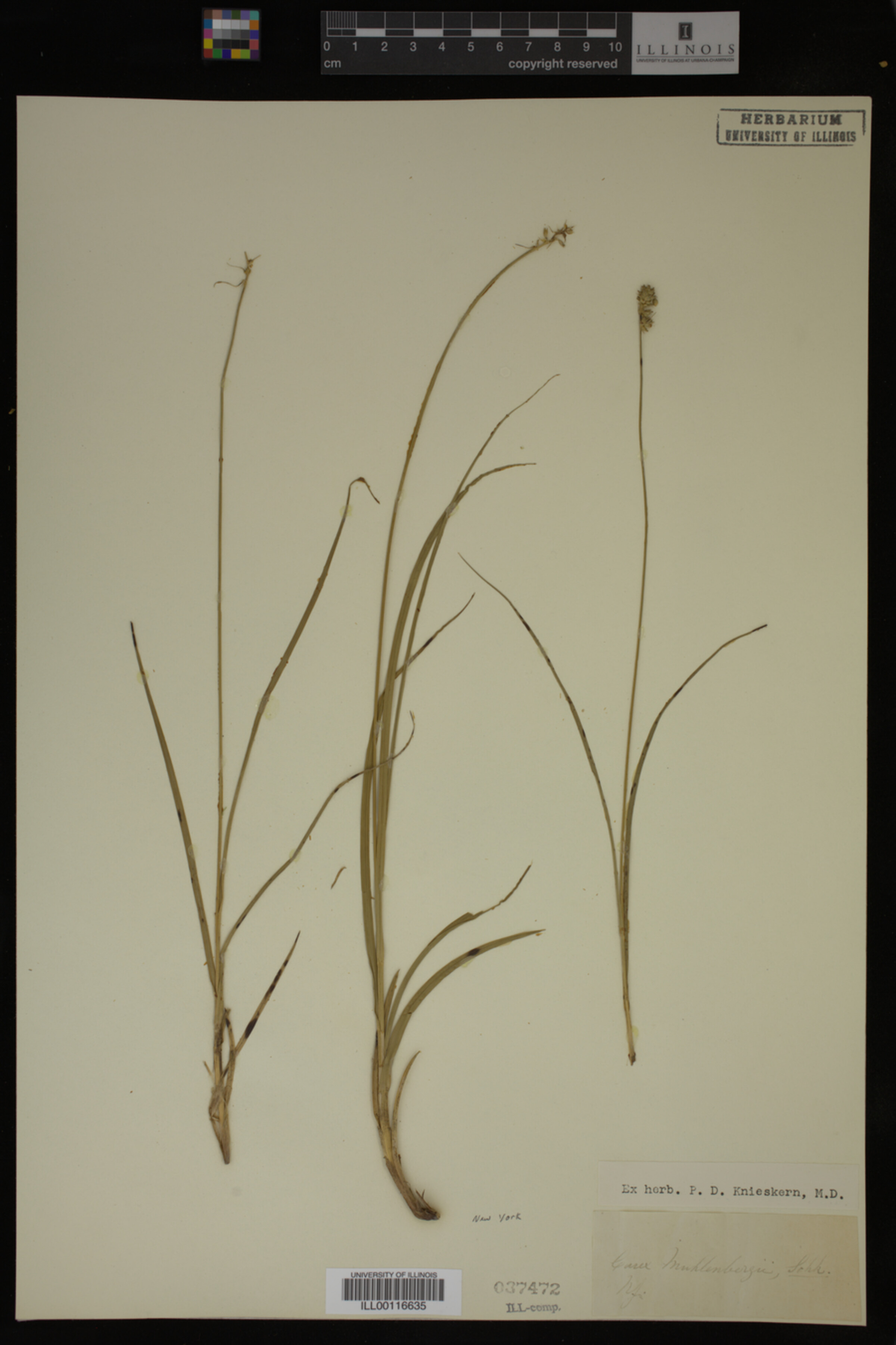 Carex muhlenbergii image