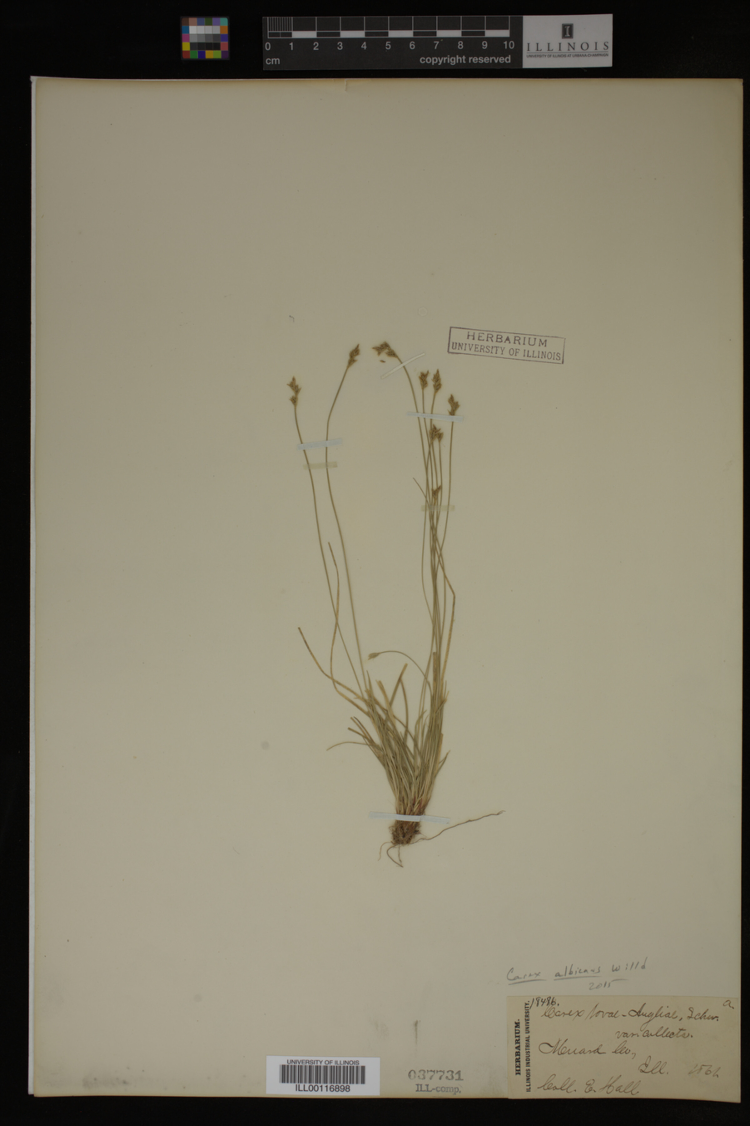 Carex albicans image