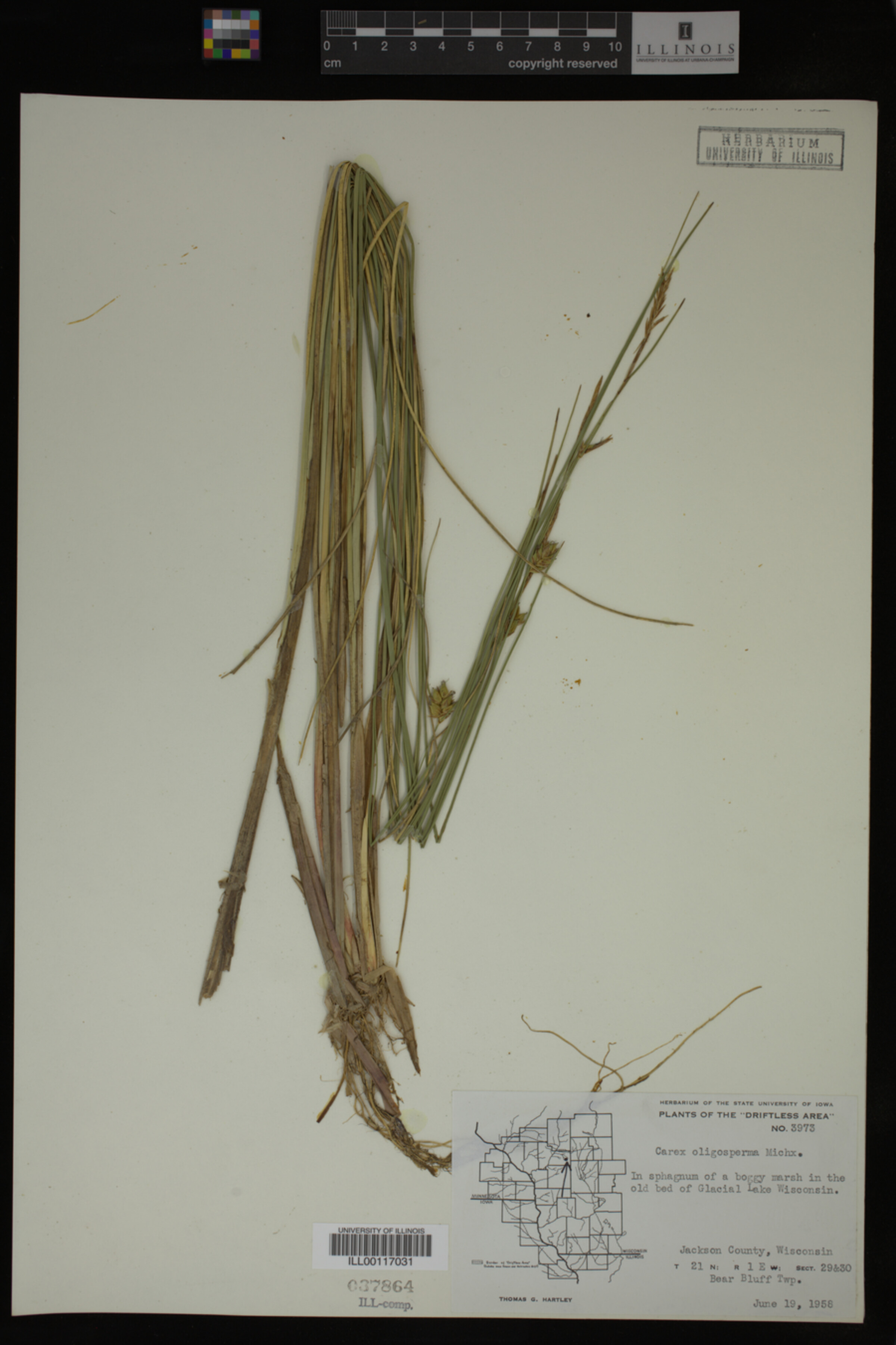Carex oligosperma image
