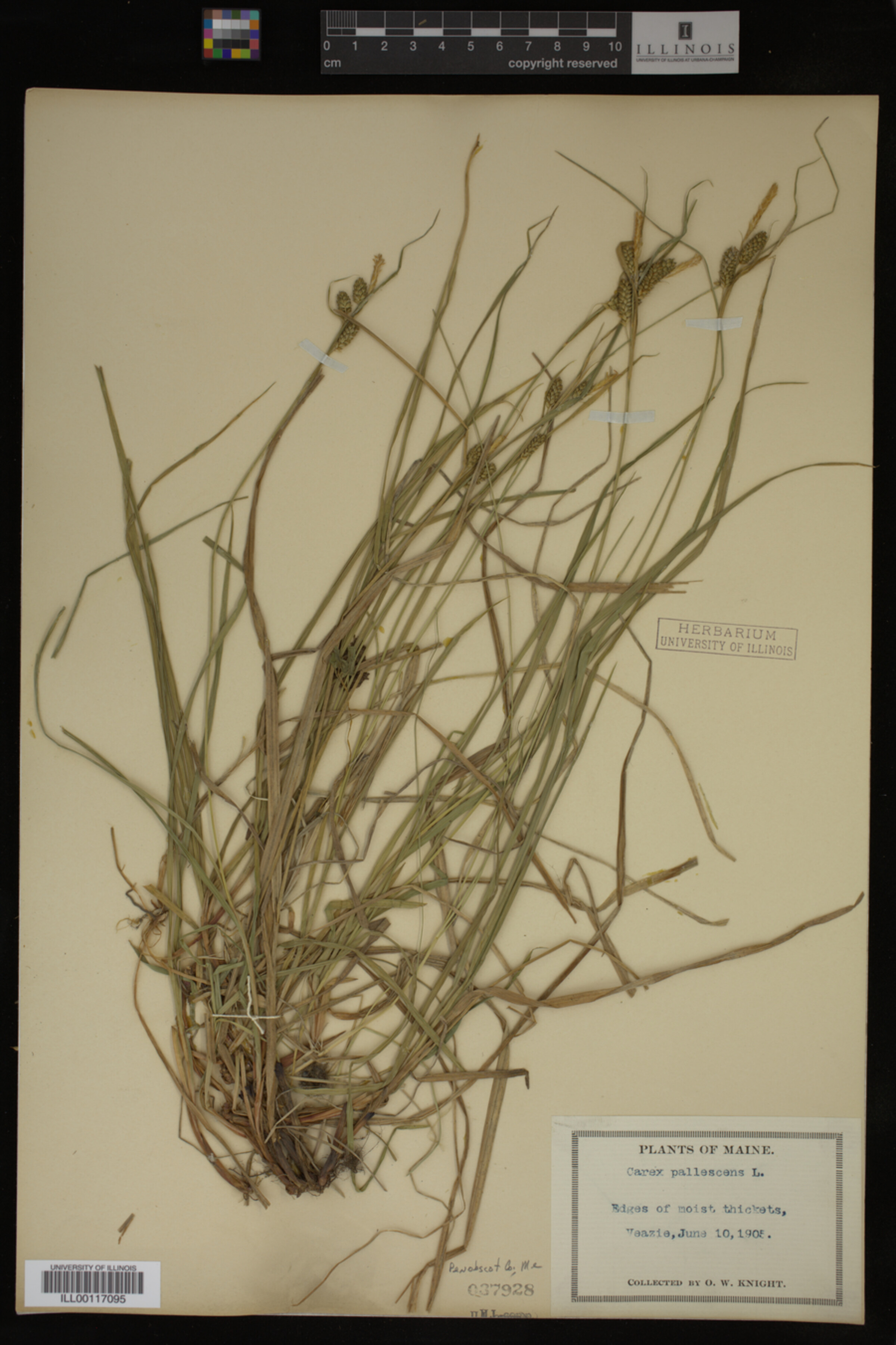 Carex pallescens image