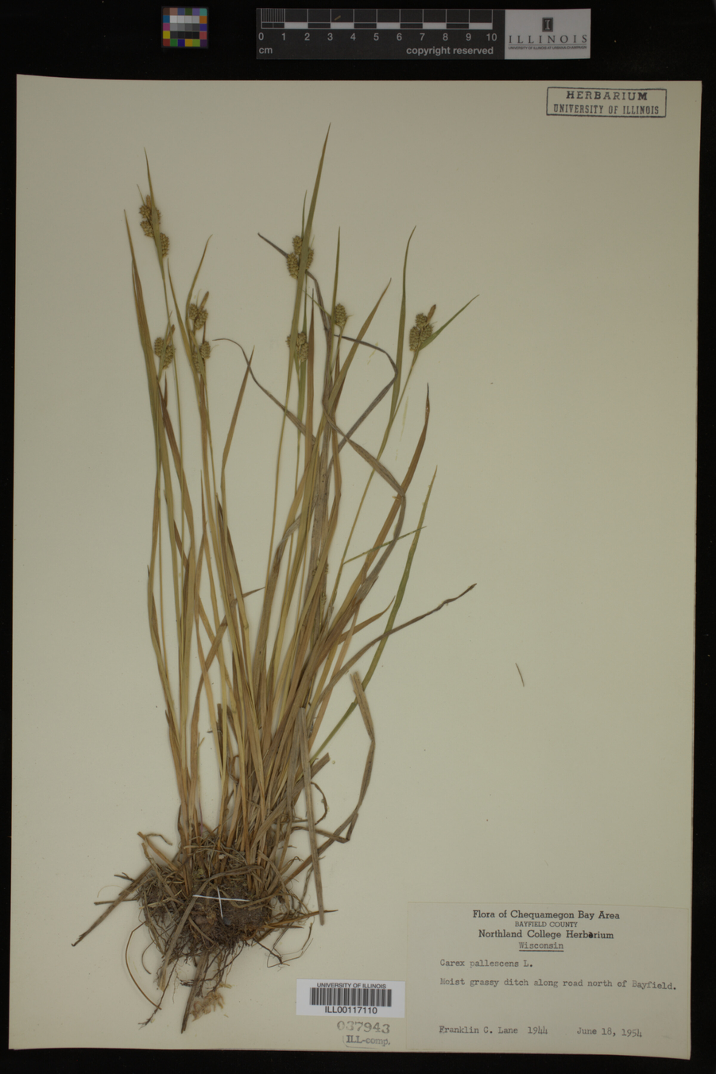 Carex pallescens image