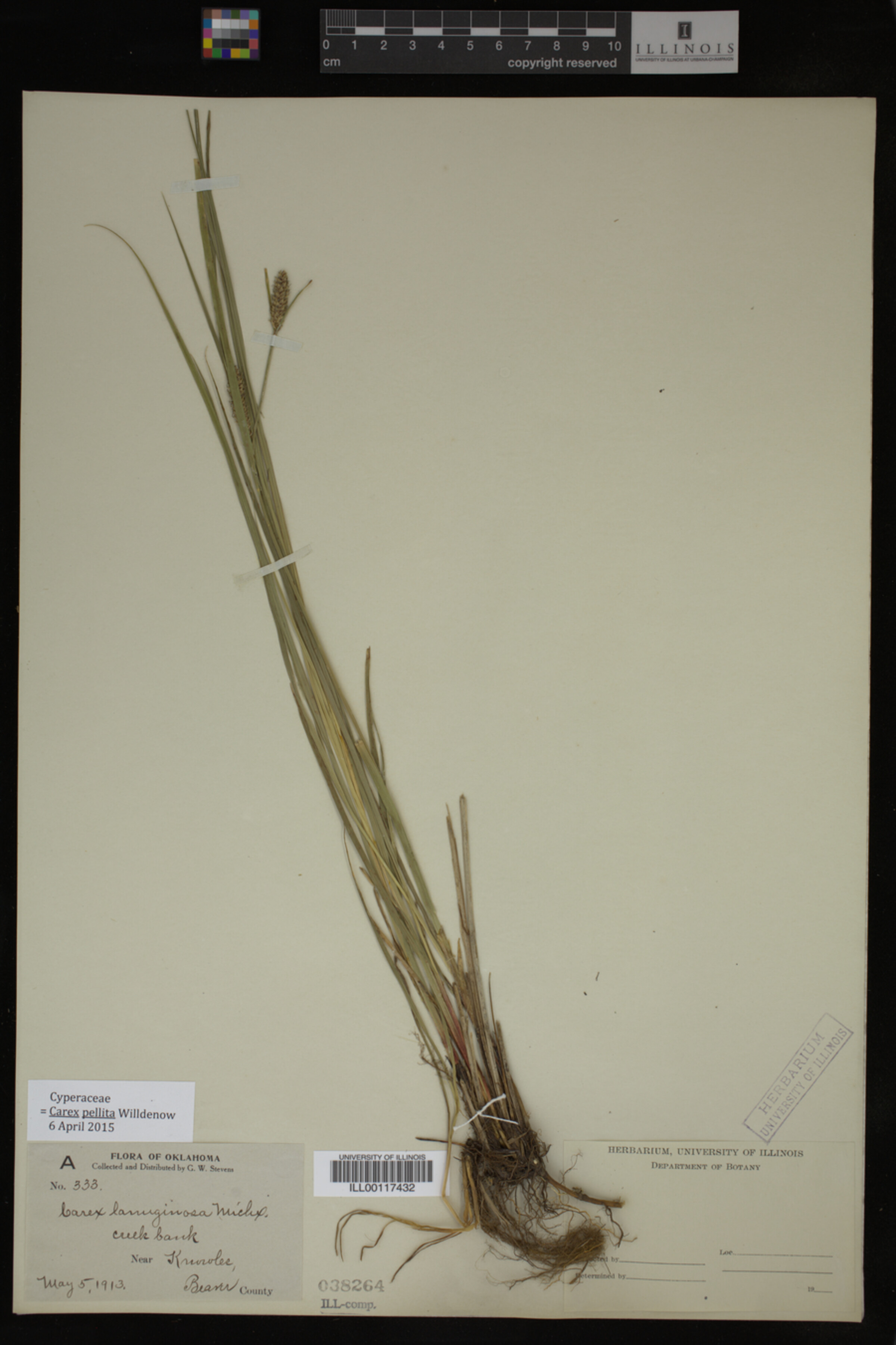 Carex pellita image