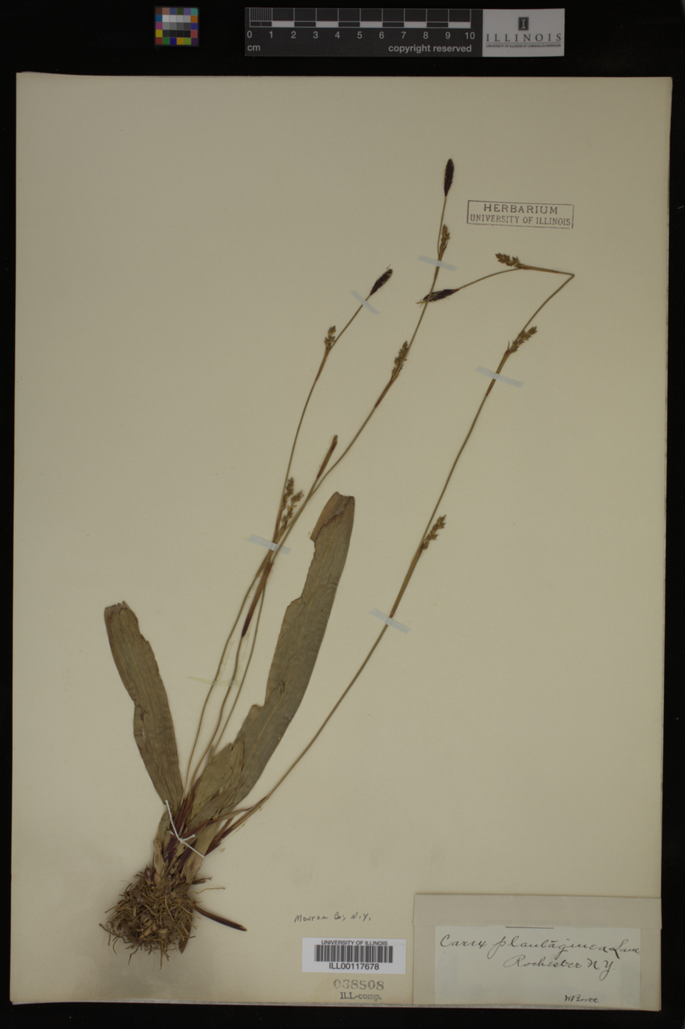 Carex plantaginea image