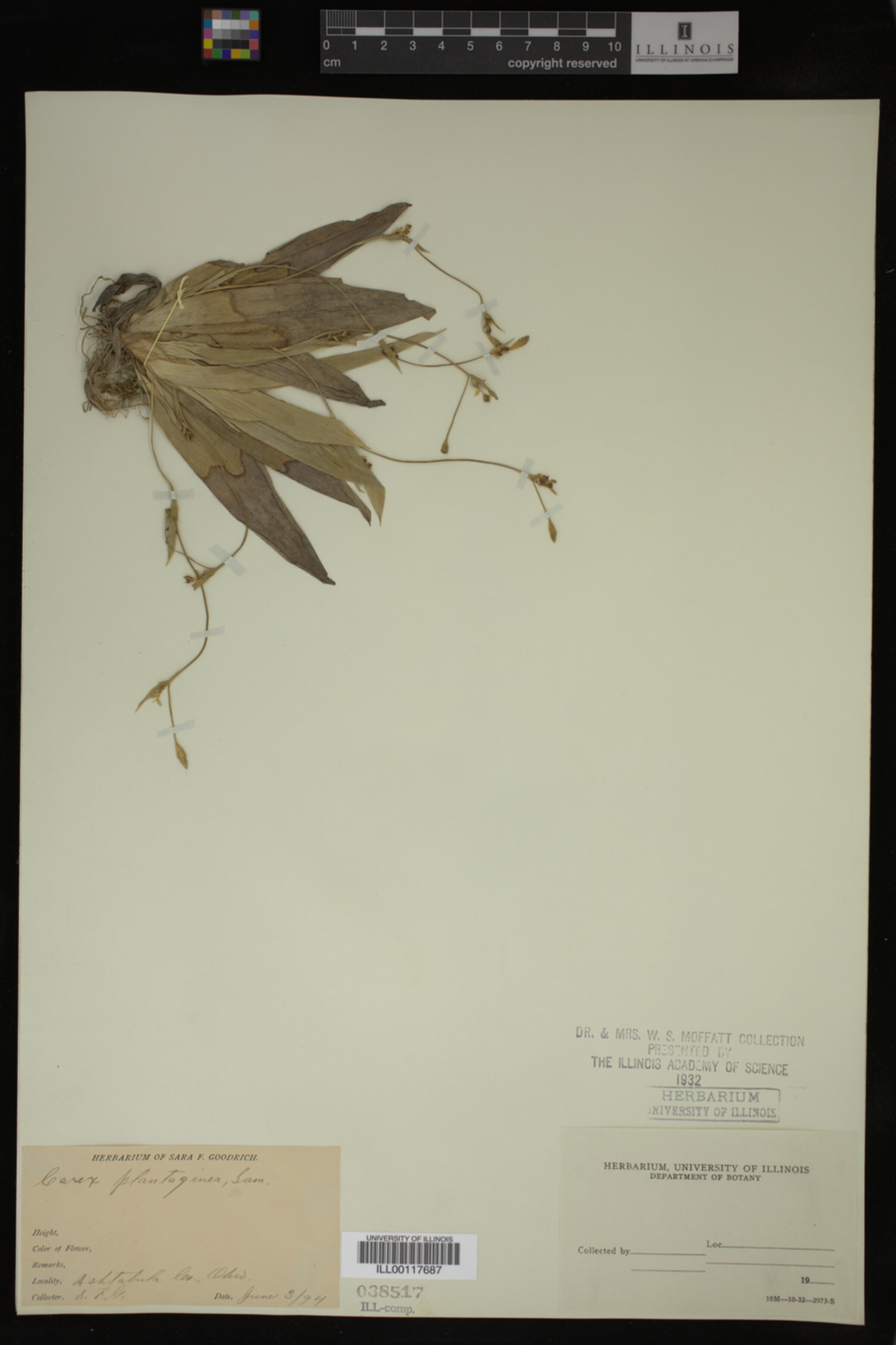 Carex plantaginea image