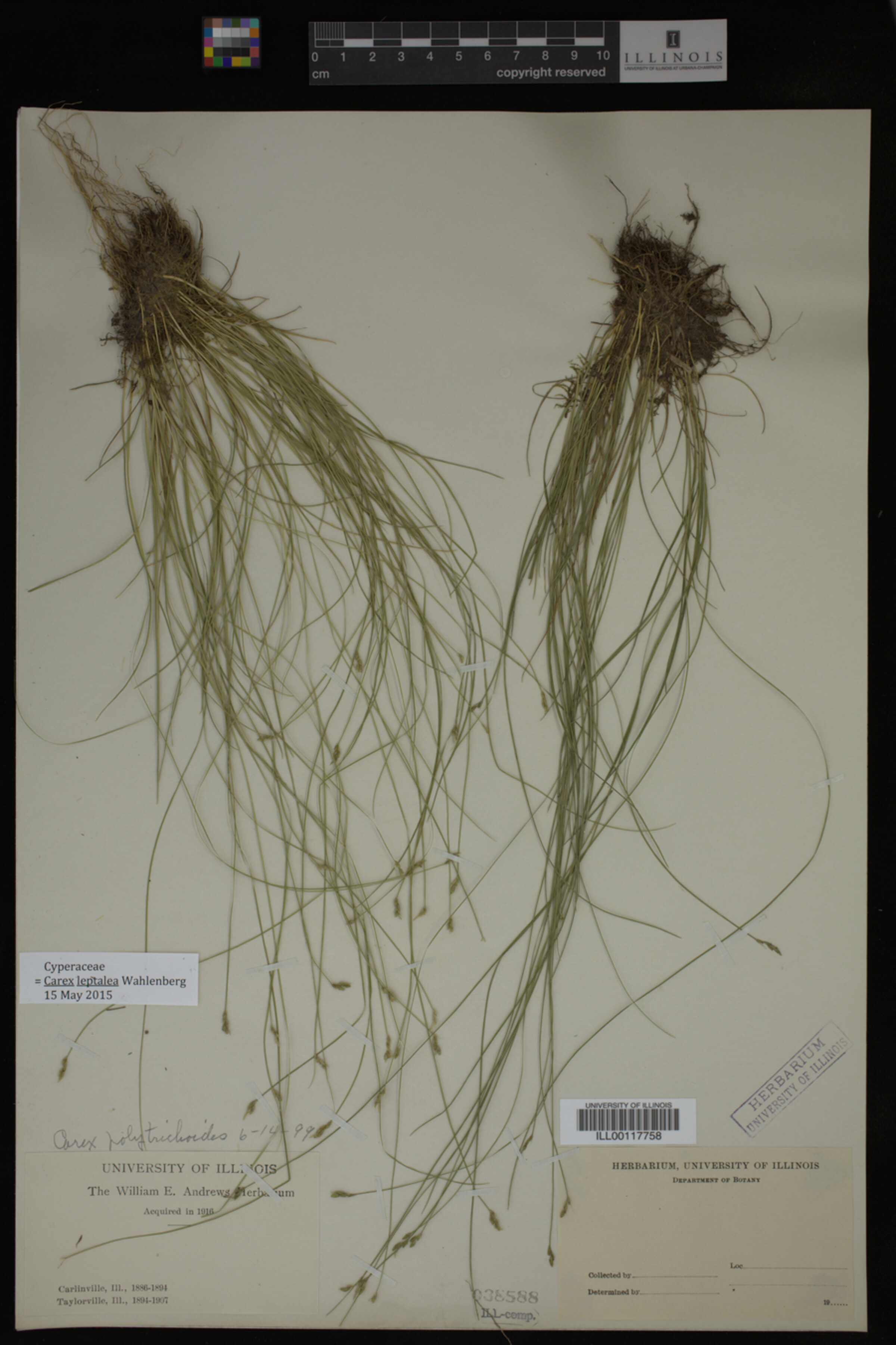 Carex leptalea image