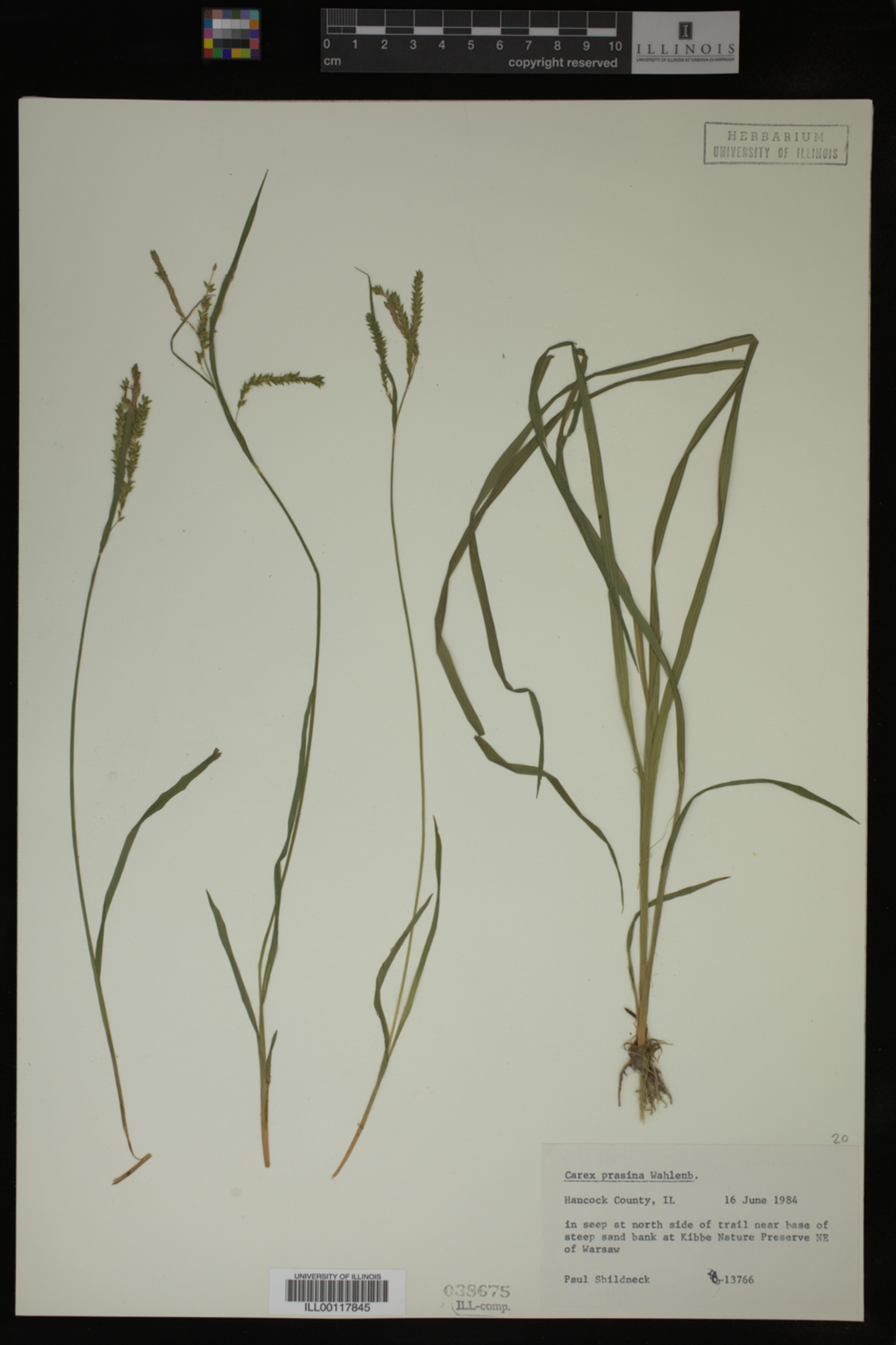 Carex prasina image