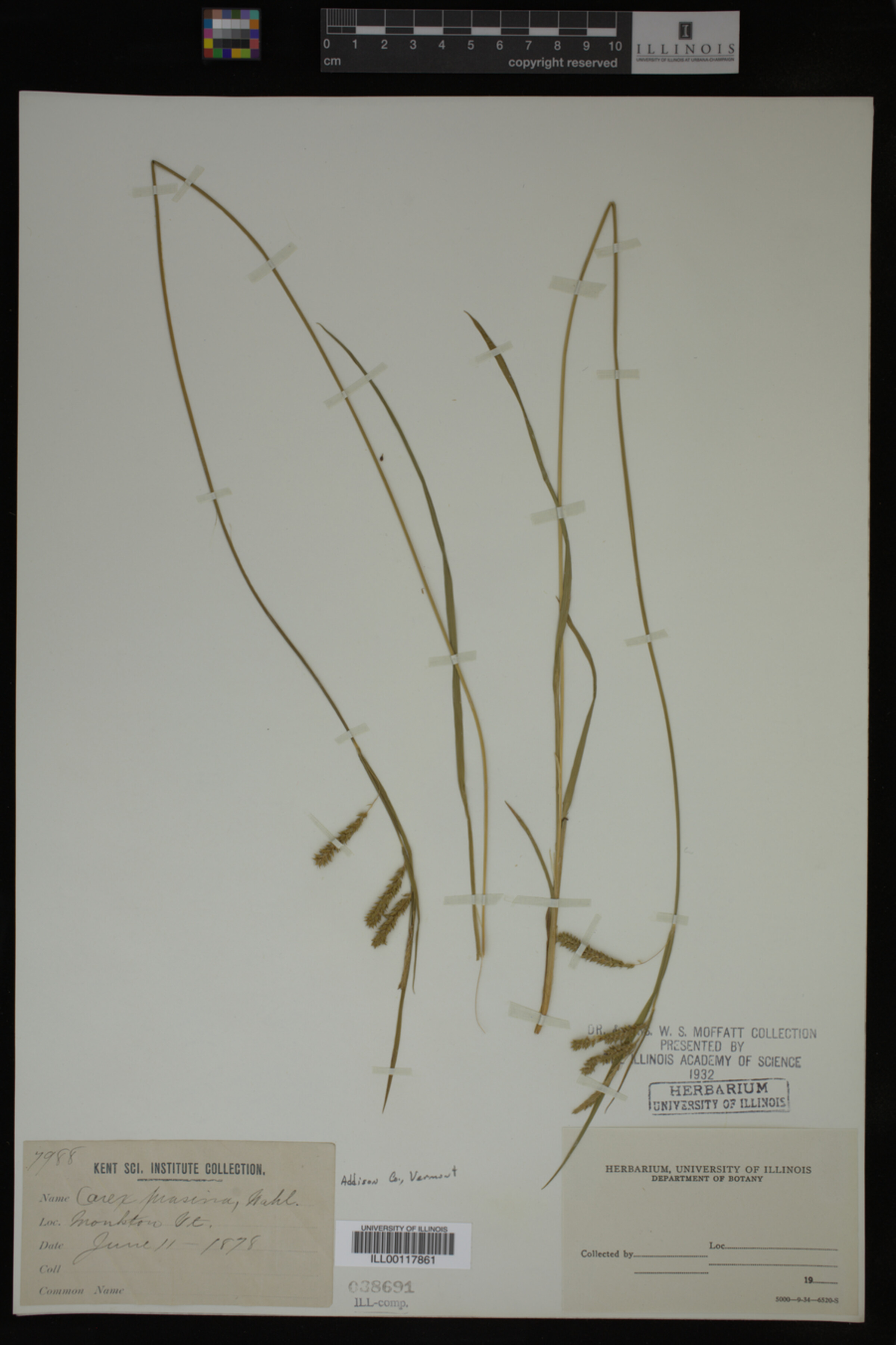 Carex prasina image