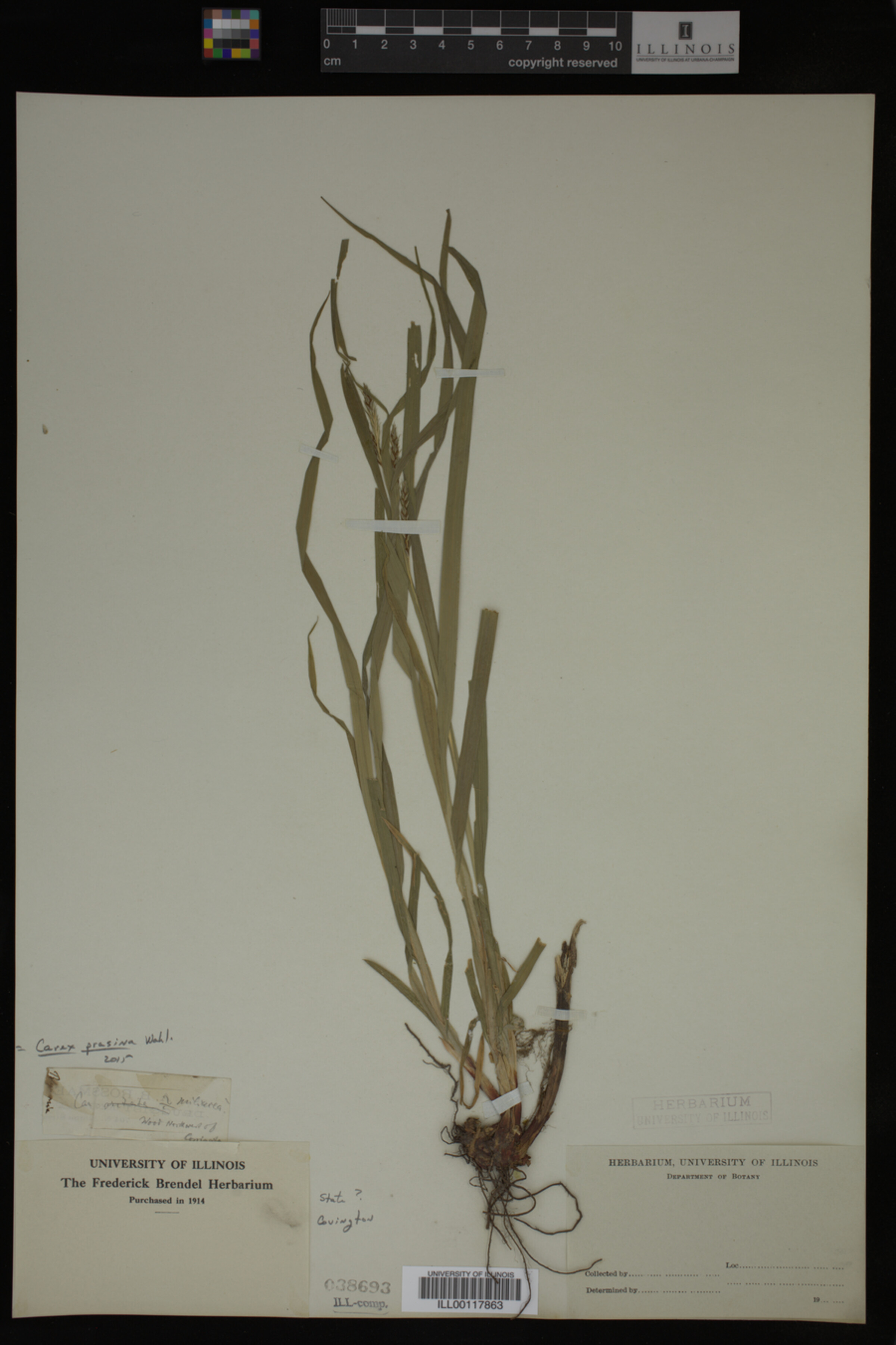 Carex prasina image