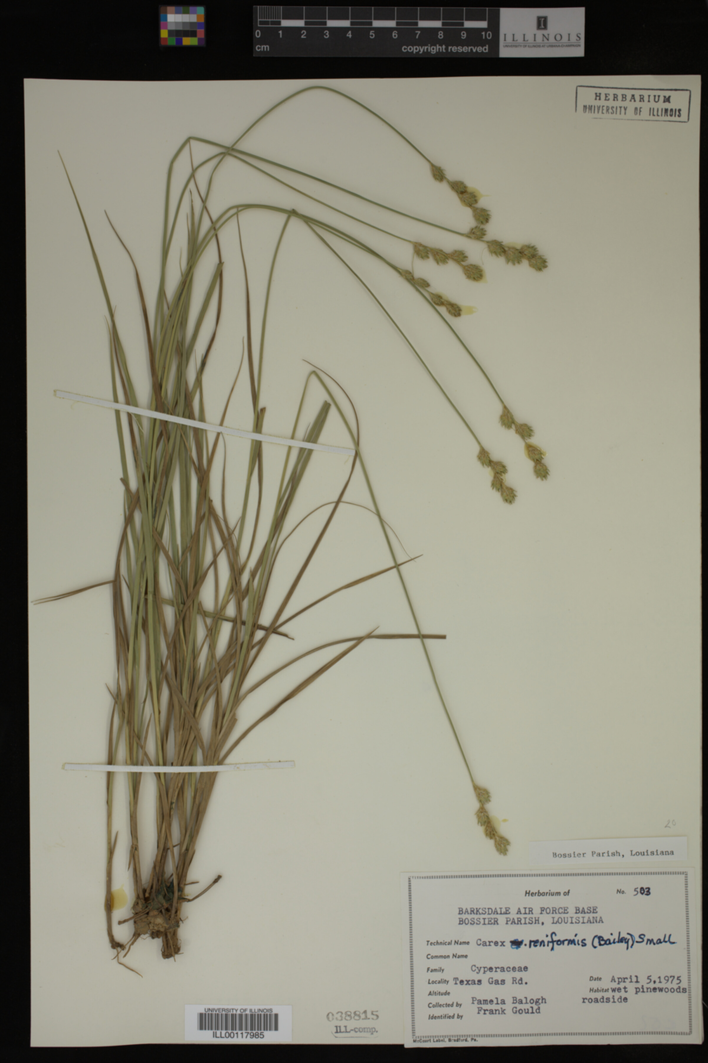 Carex reniformis image