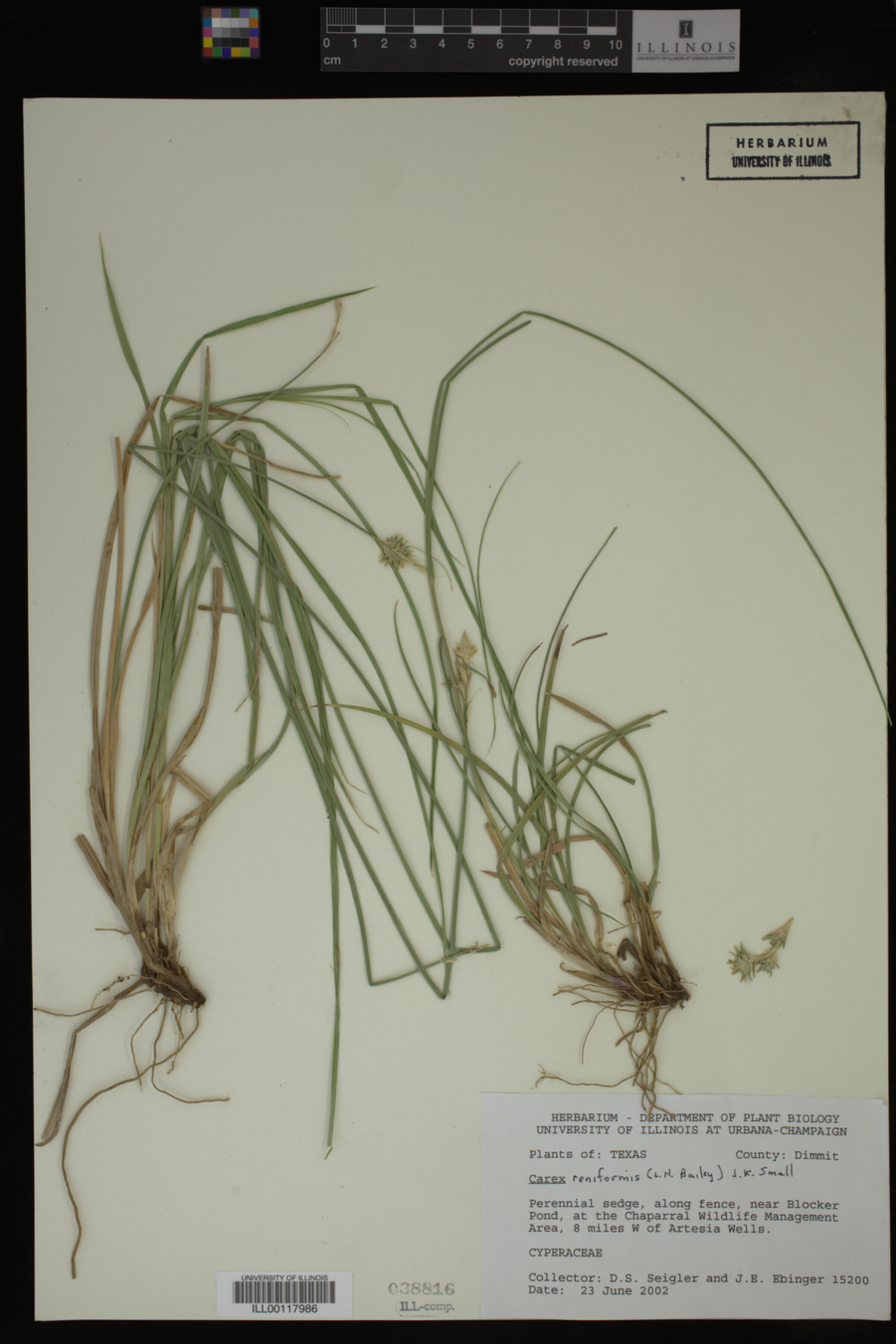 Carex reniformis image