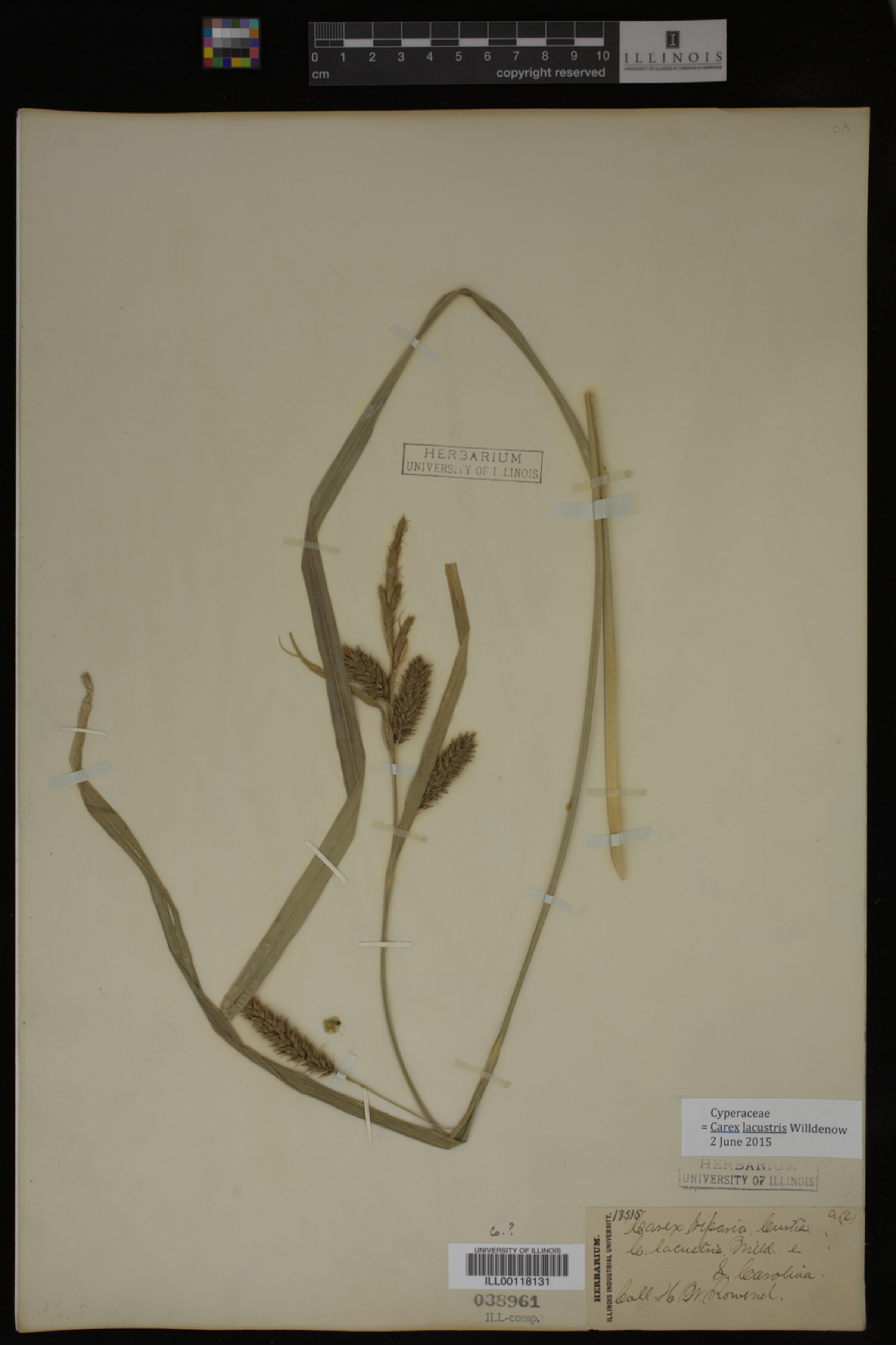 Carex lacustris image