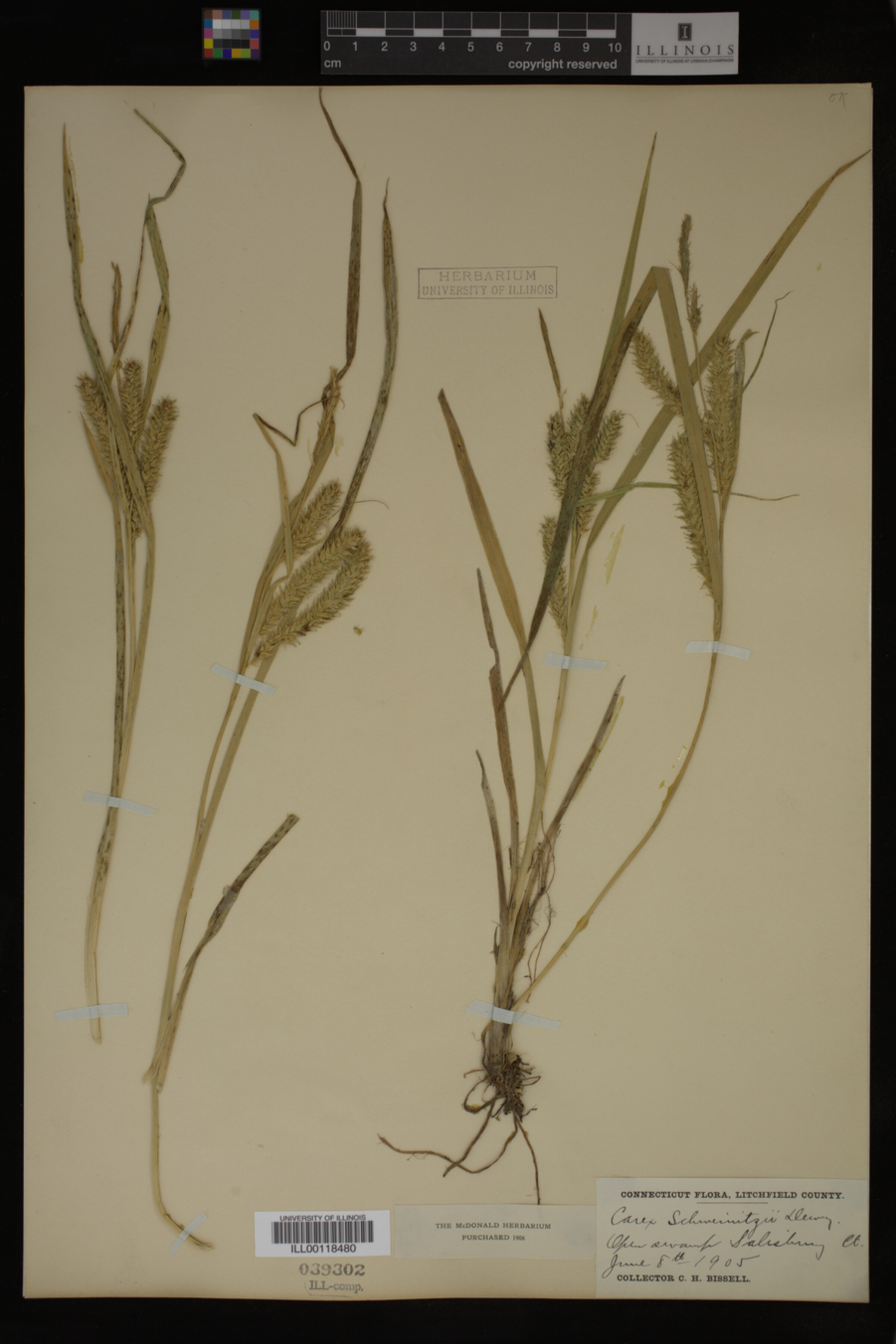 Carex schweinitzii image