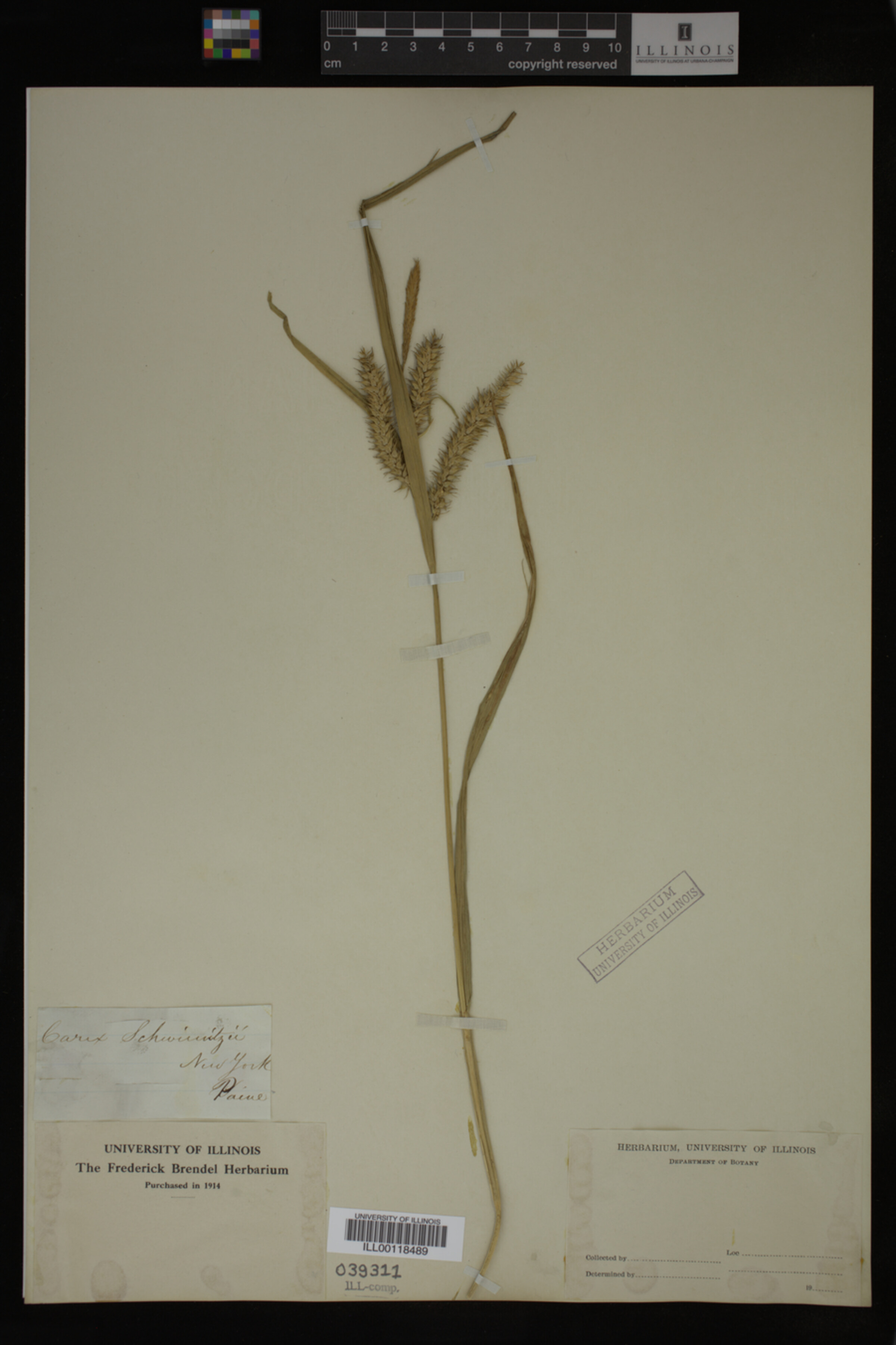 Carex schweinitzii image