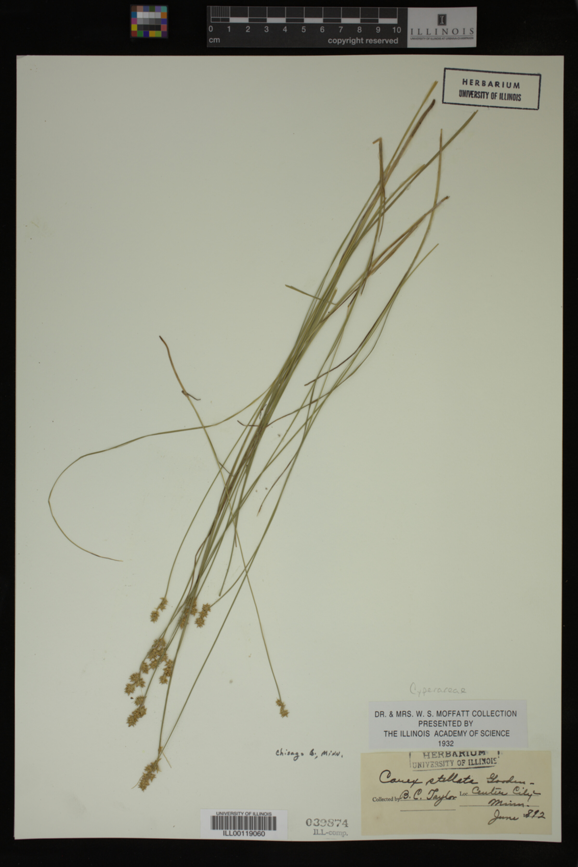Carex schiedeana image