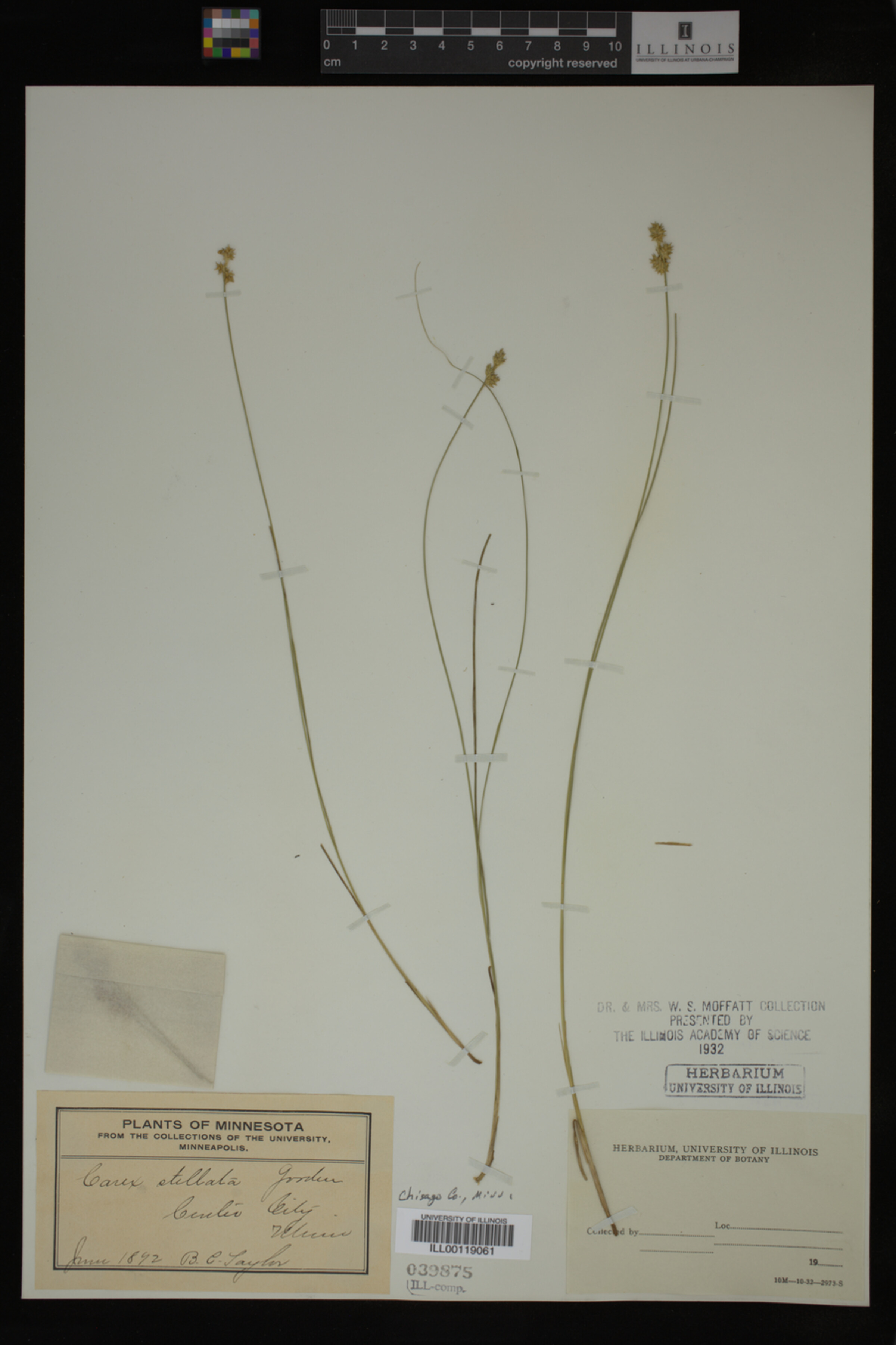 Carex schiedeana image